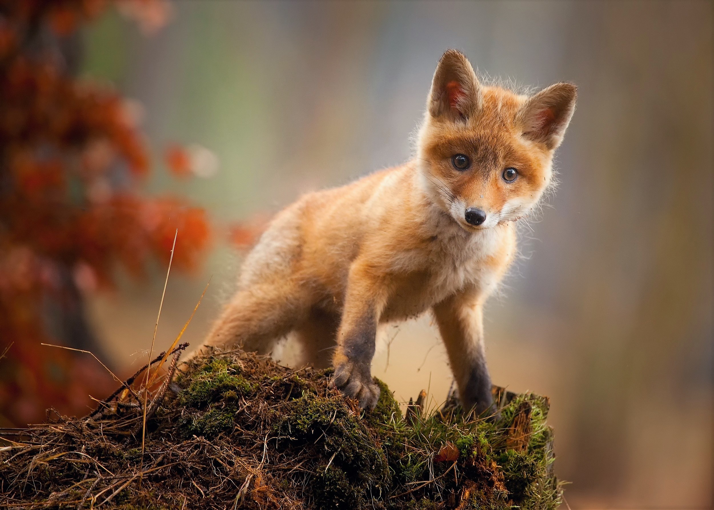 Baixar papel de parede para celular de Animais, Raposa, Fofo, Animal Bebê, Filhote gratuito.