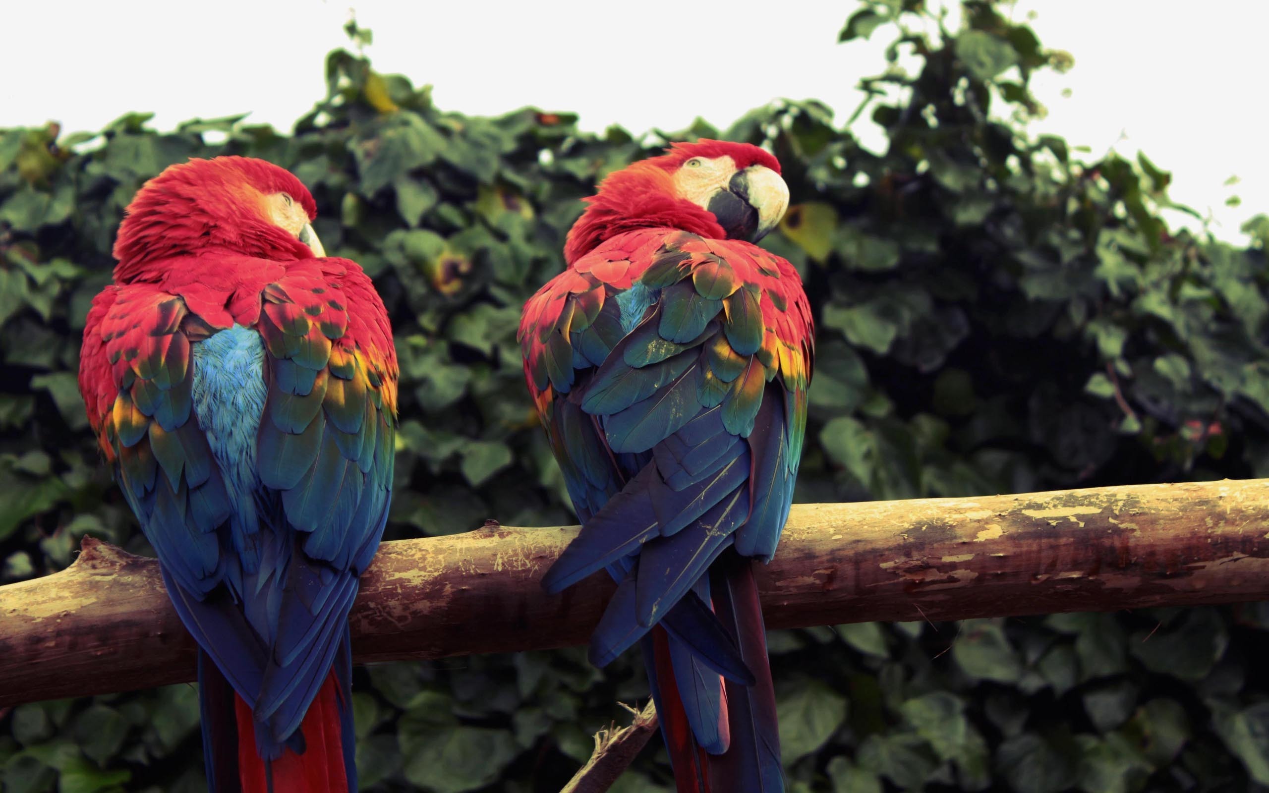 animal, scarlet macaw, birds