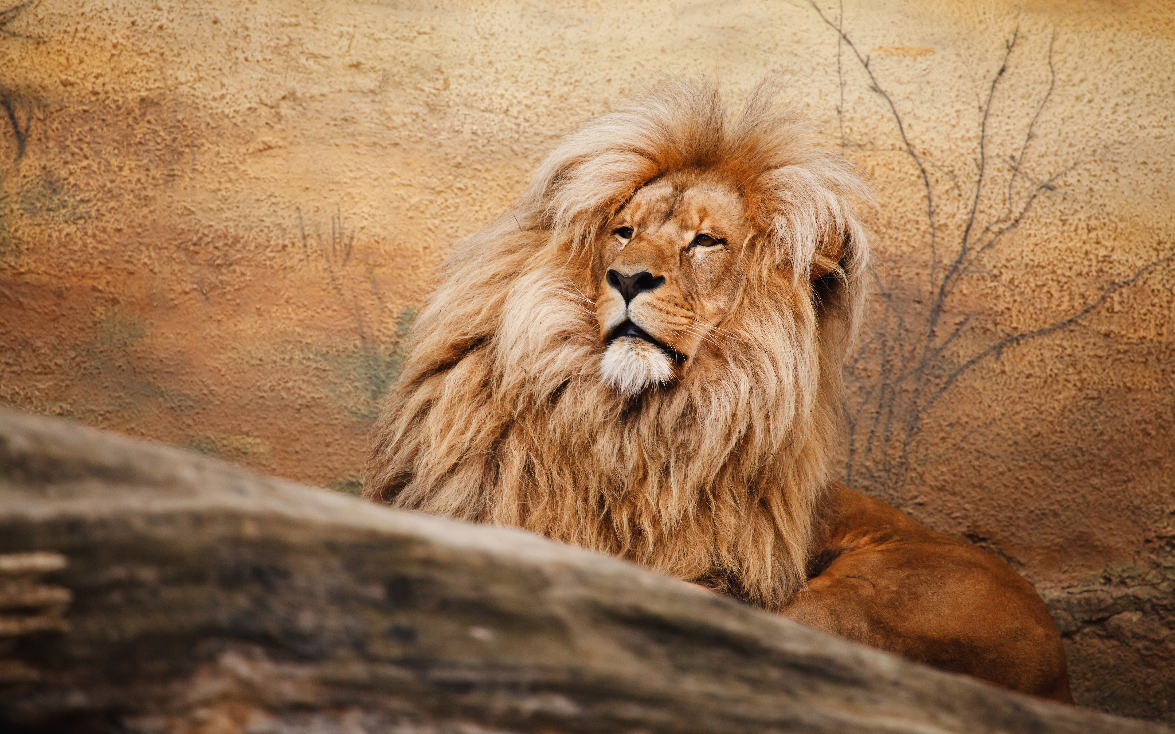 Téléchargez gratuitement l'image Animaux, Chats, Lion sur le bureau de votre PC