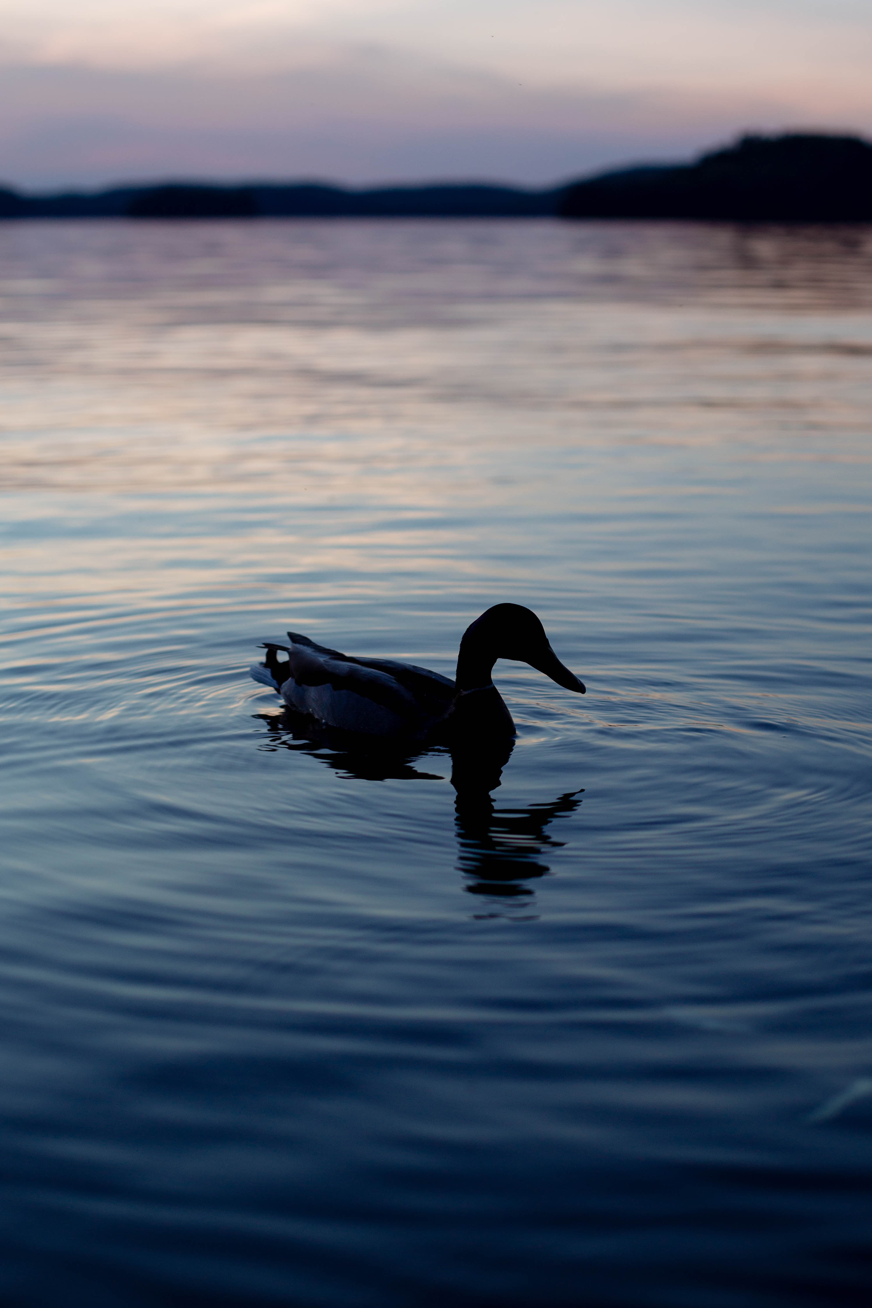 Free download wallpaper Lake, Silhouette, Evening, Duck, Dark on your PC desktop