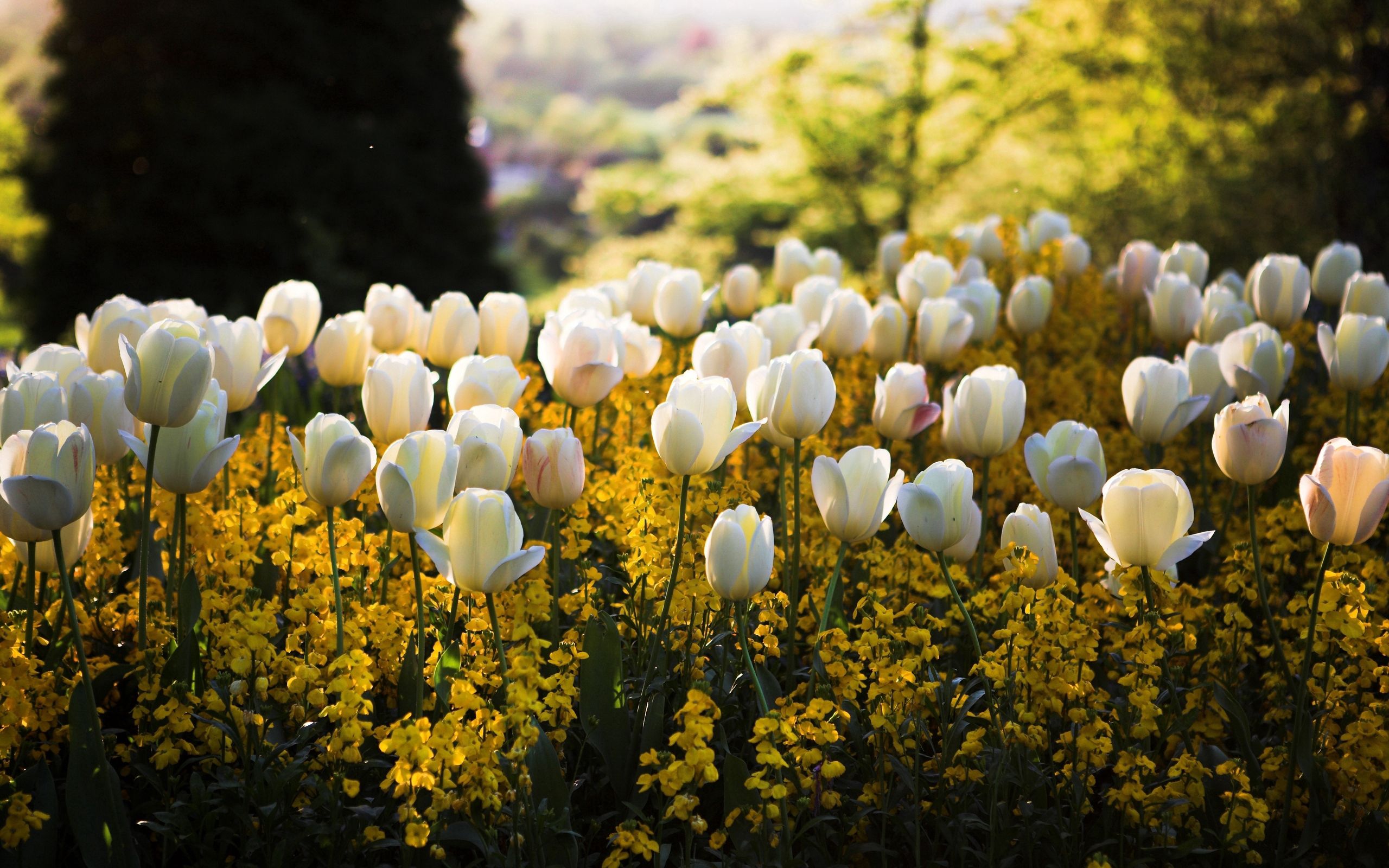 156173 descargar imagen flores, polyana, tulipanes, naturaleza, hierba, claro: fondos de pantalla y protectores de pantalla gratis