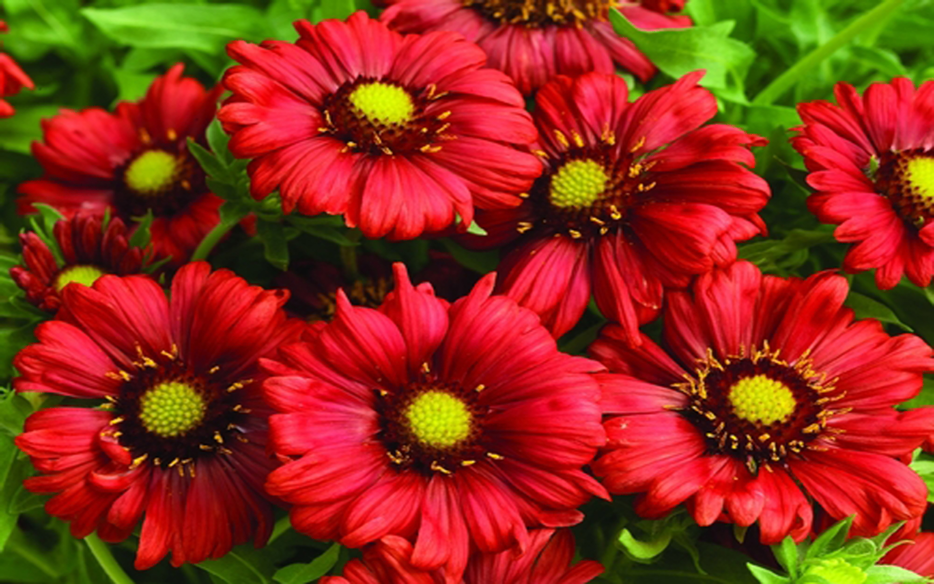 Free download wallpaper Flowers, Flower, Earth, Red Flower on your PC desktop