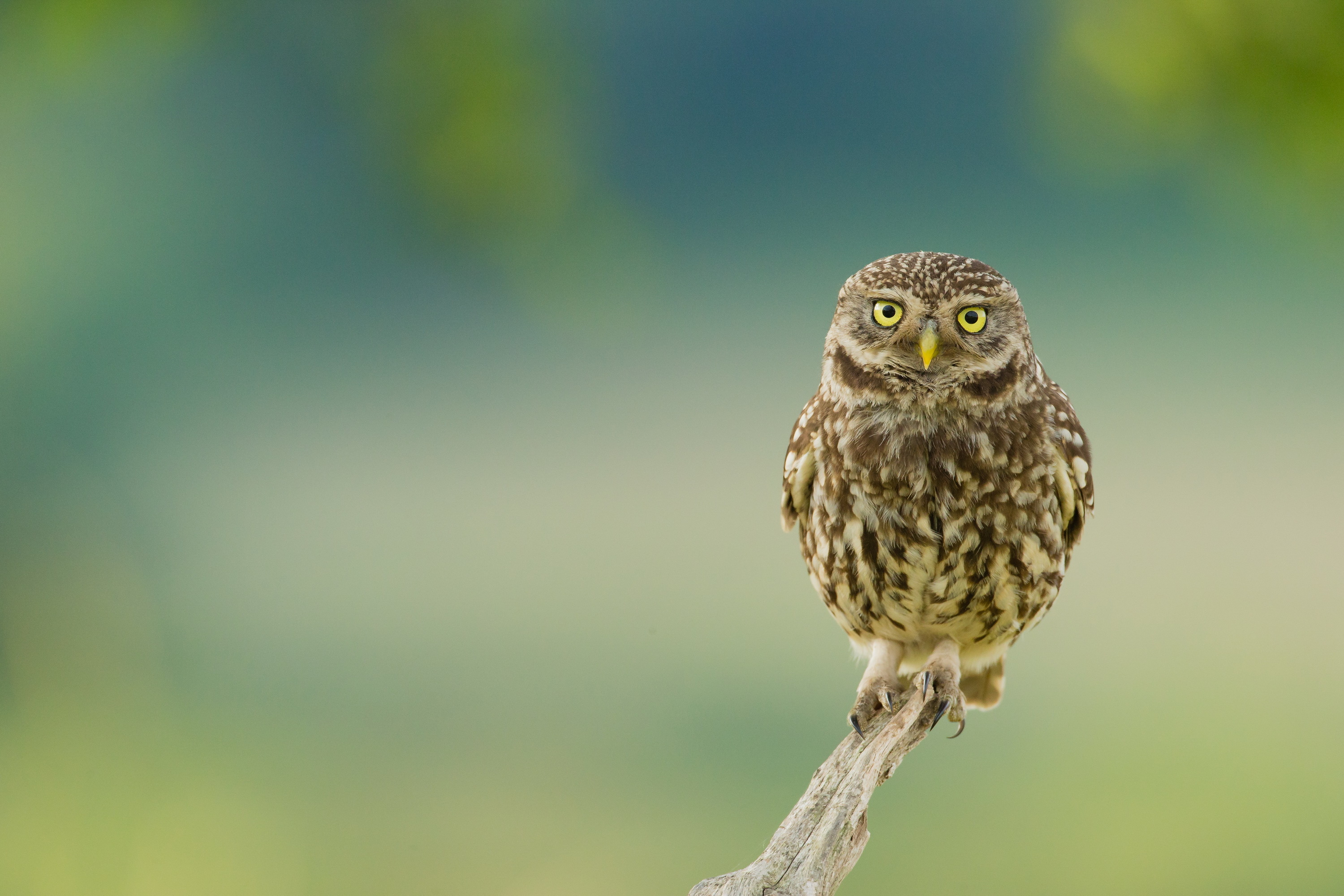 Download mobile wallpaper Birds, Owl, Bird, Blur, Animal for free.