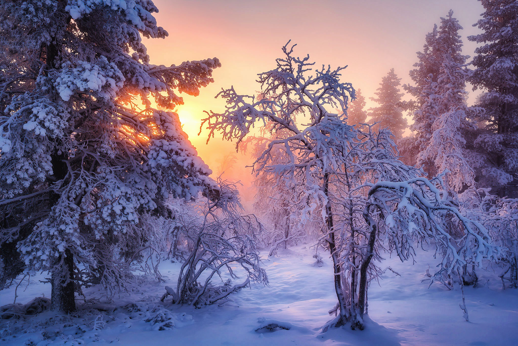Download mobile wallpaper Winter, Snow, Forest, Earth, Sunlight for free.