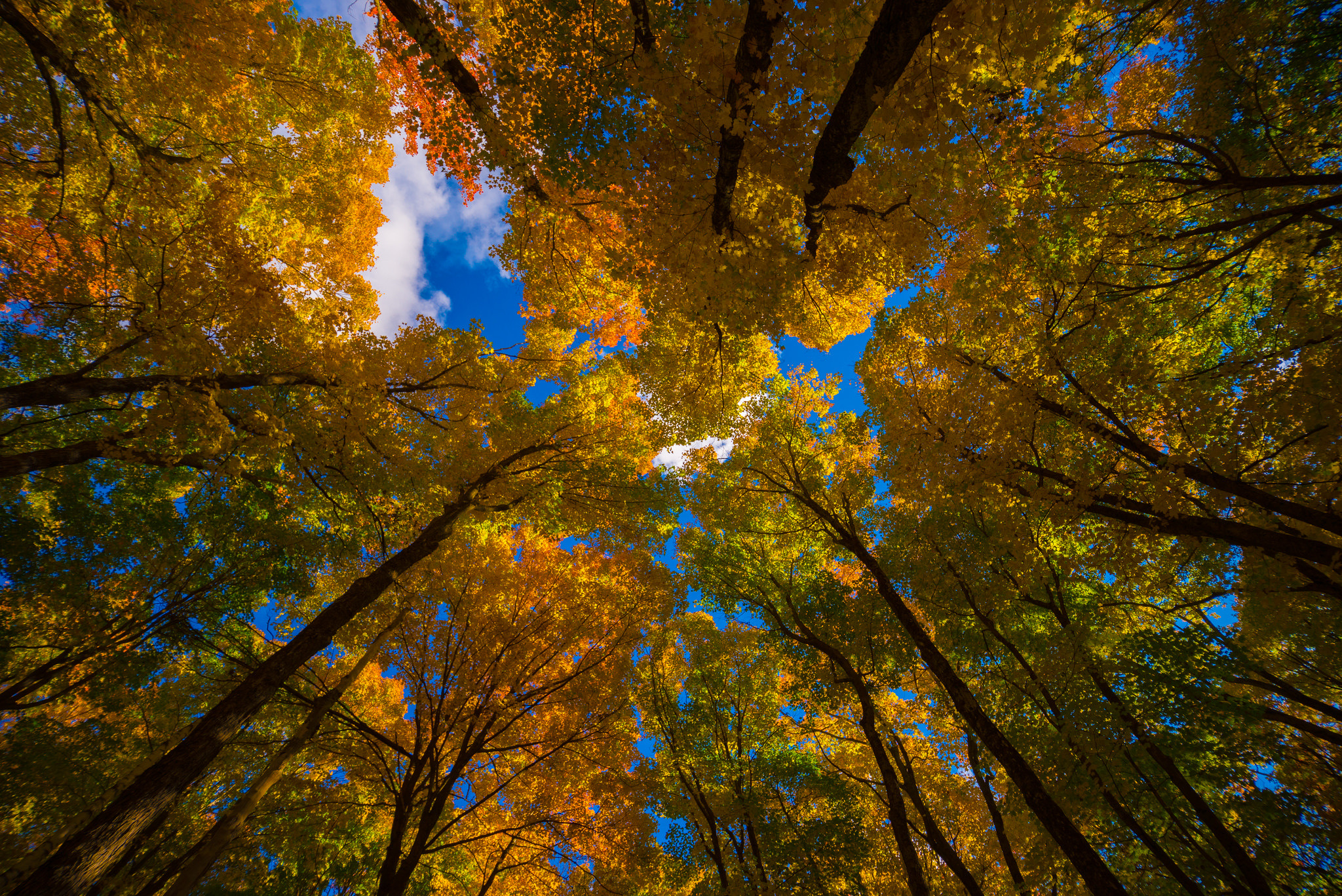 Baixe gratuitamente a imagem Natureza, Outono, Floresta, Árvore, Terra/natureza, Copa Das Árvores na área de trabalho do seu PC