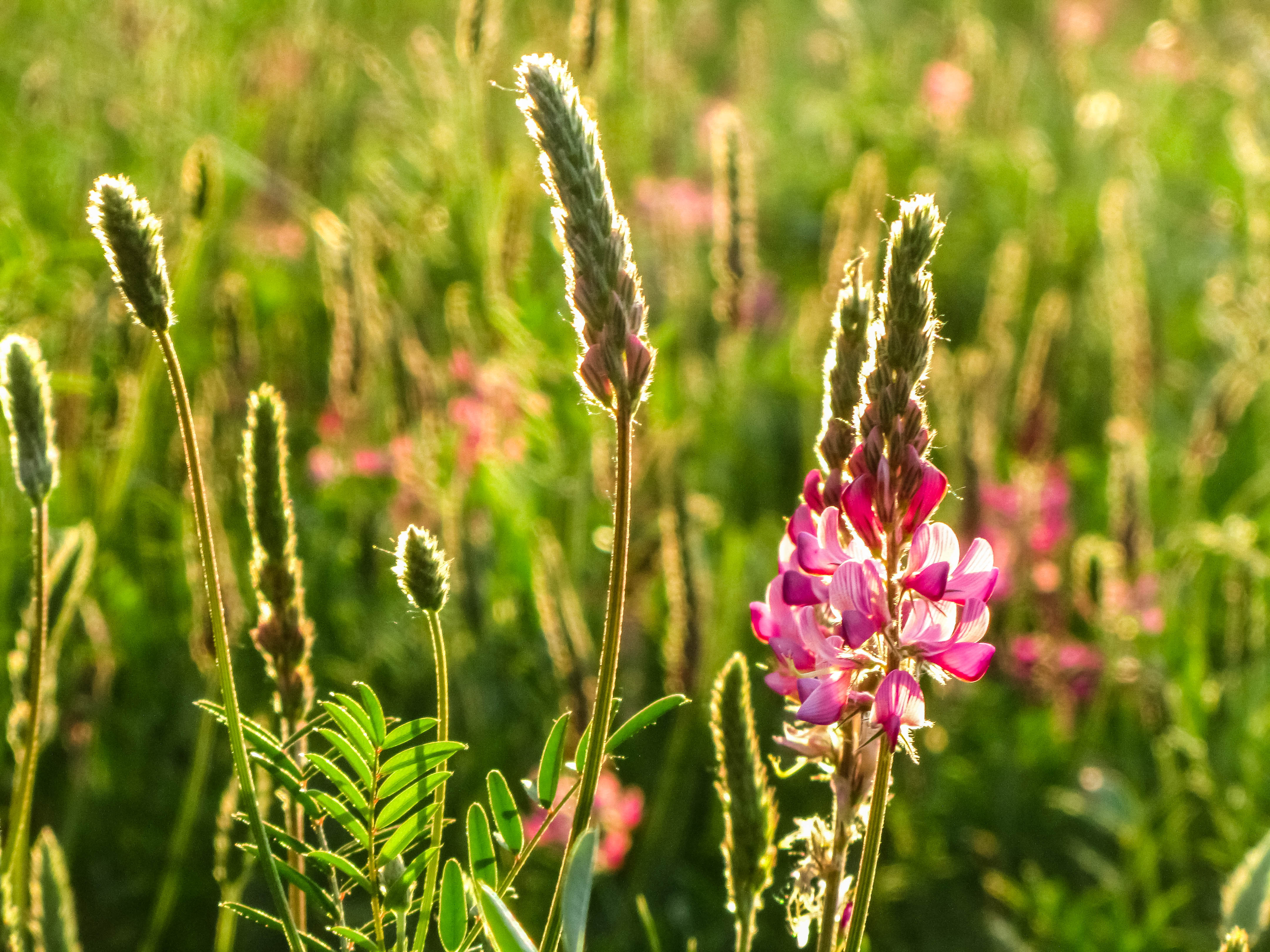 Download mobile wallpaper Flowers, Flower, Earth for free.