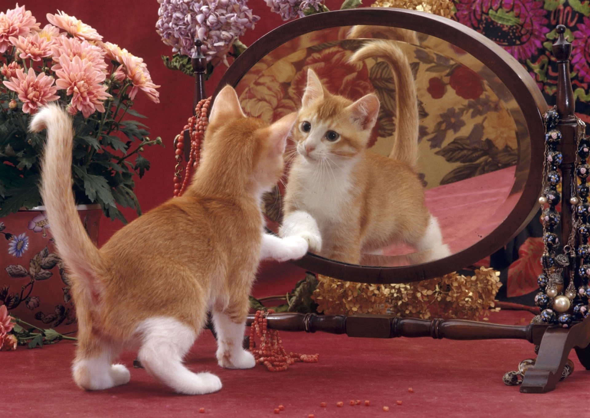 Download mobile wallpaper Cats, Cat, Kitten, Animal, Mirror, Baby Animal for free.