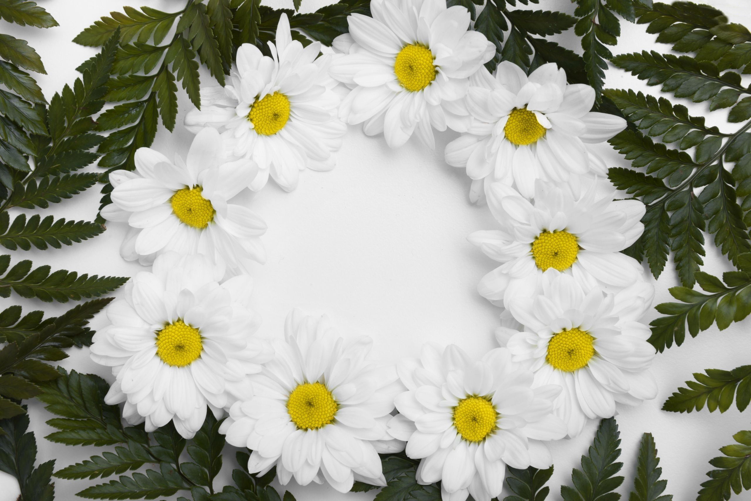 Descarga gratis la imagen Flores, Crisantemo, Flor Blanca, Tierra/naturaleza en el escritorio de tu PC