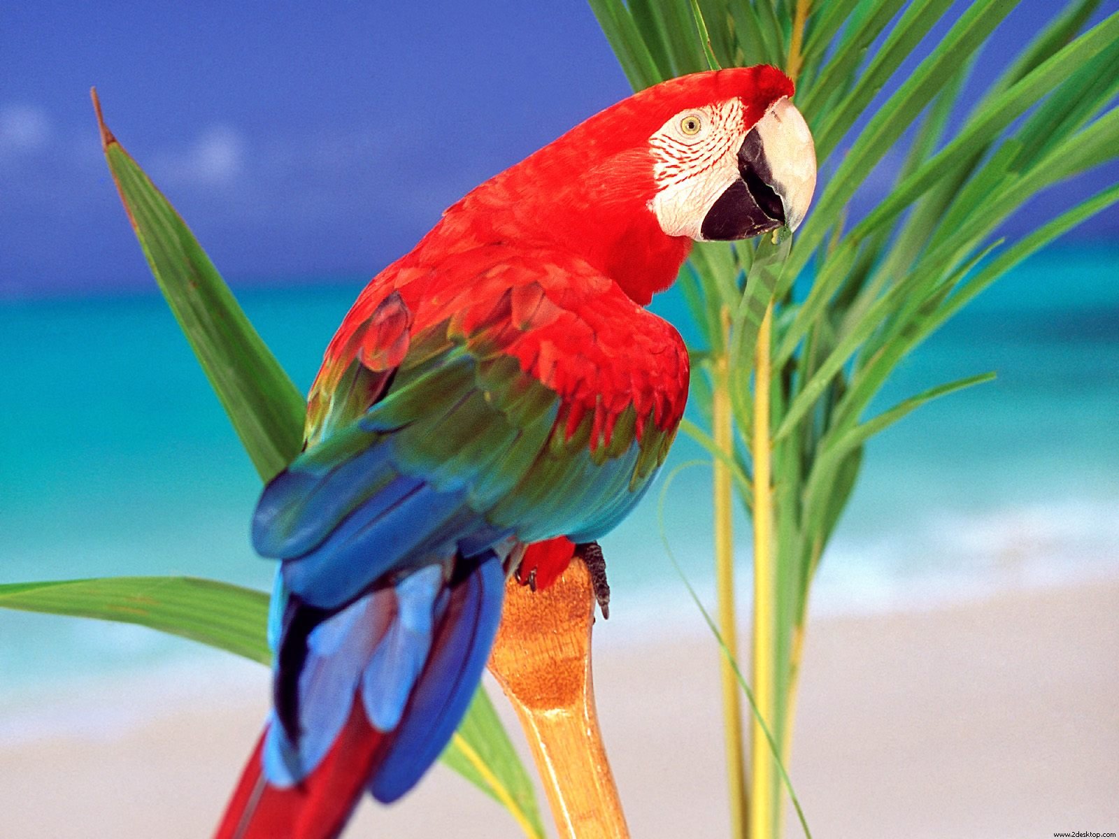 298036壁紙のダウンロード動物, 赤と緑のコンゴウインコ, 鳥-スクリーンセーバーと写真を無料で