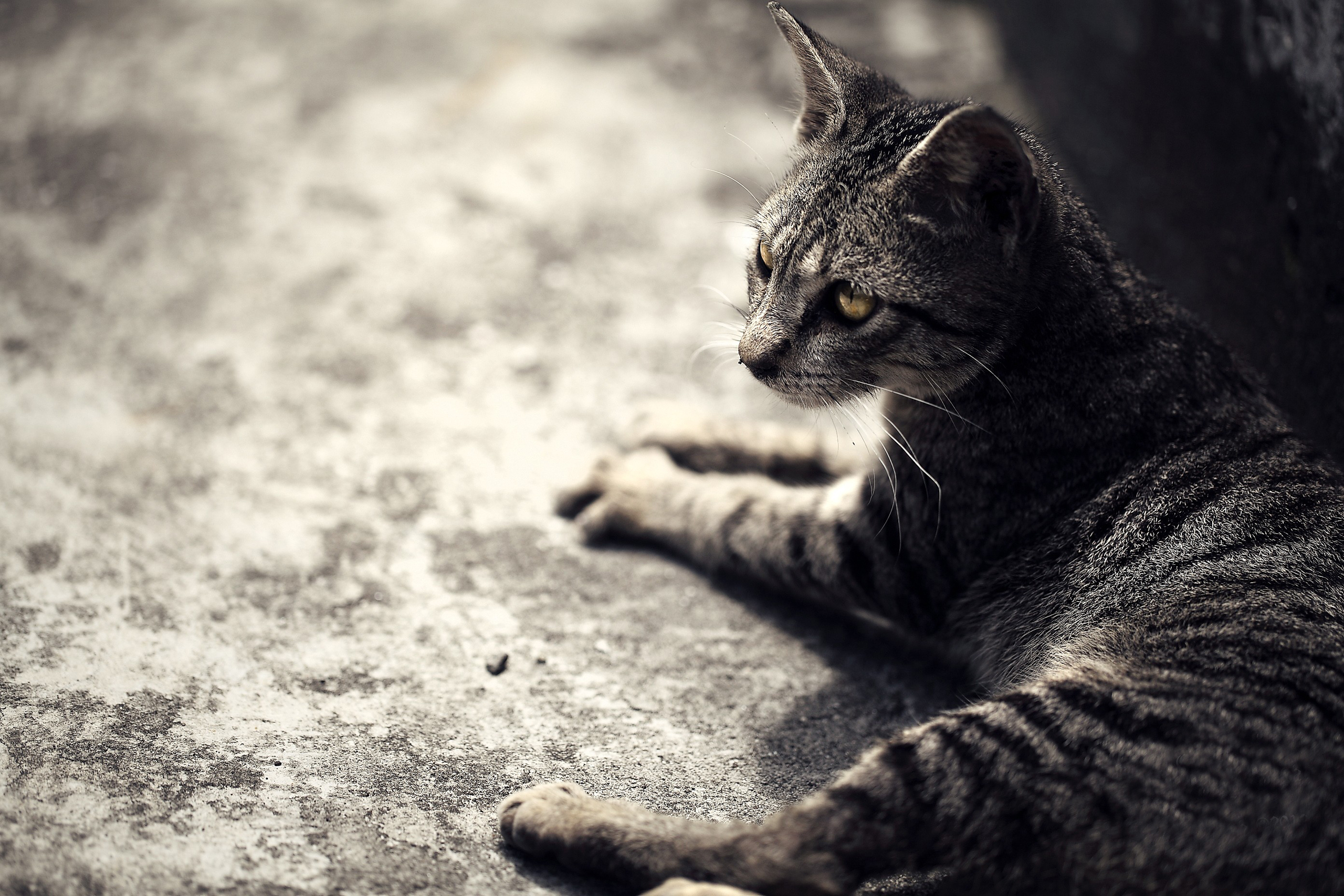 Free download wallpaper Cat, Cats, Animal on your PC desktop