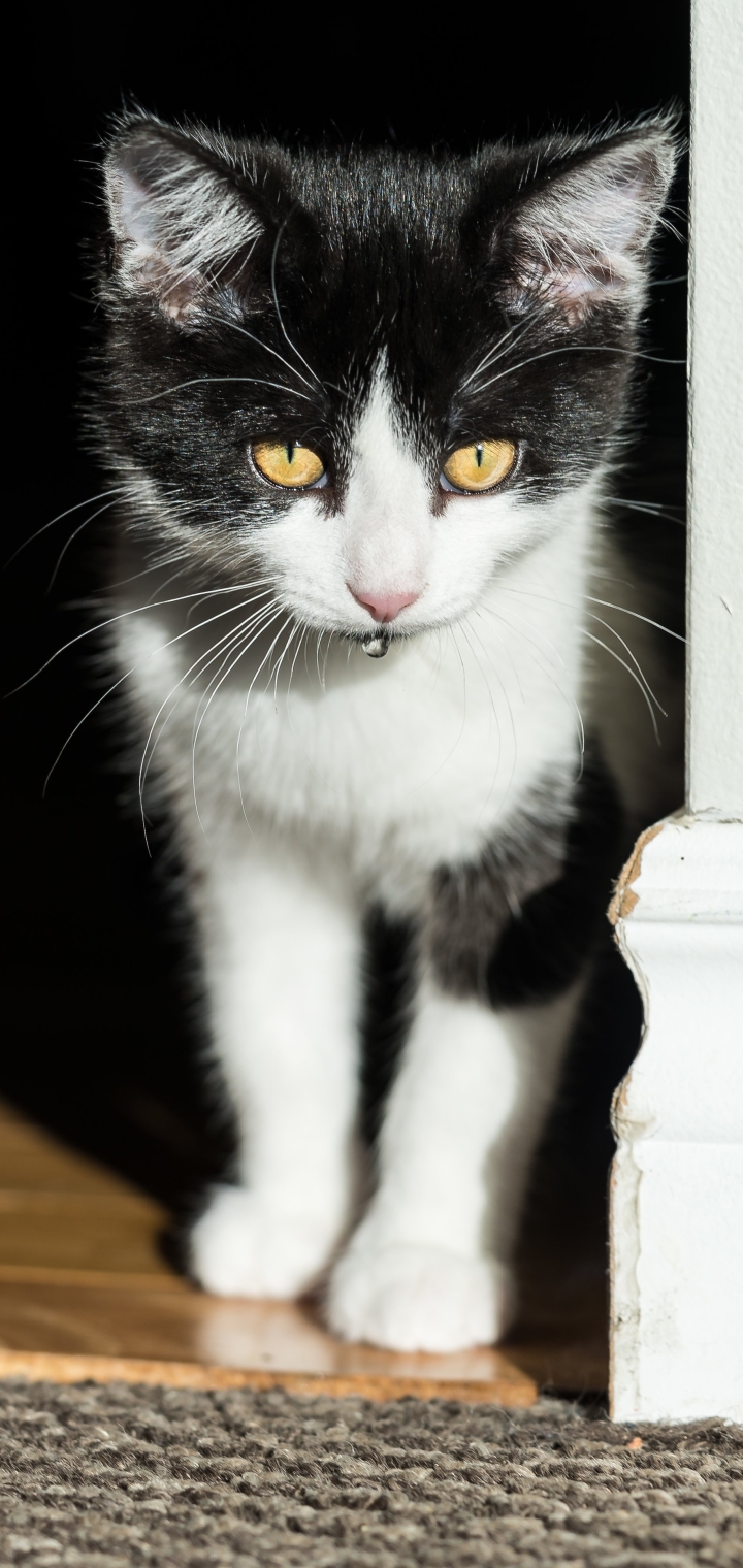 無料モバイル壁紙動物, ネコ, 猫, 子猫, 赤ちゃん動物をダウンロードします。