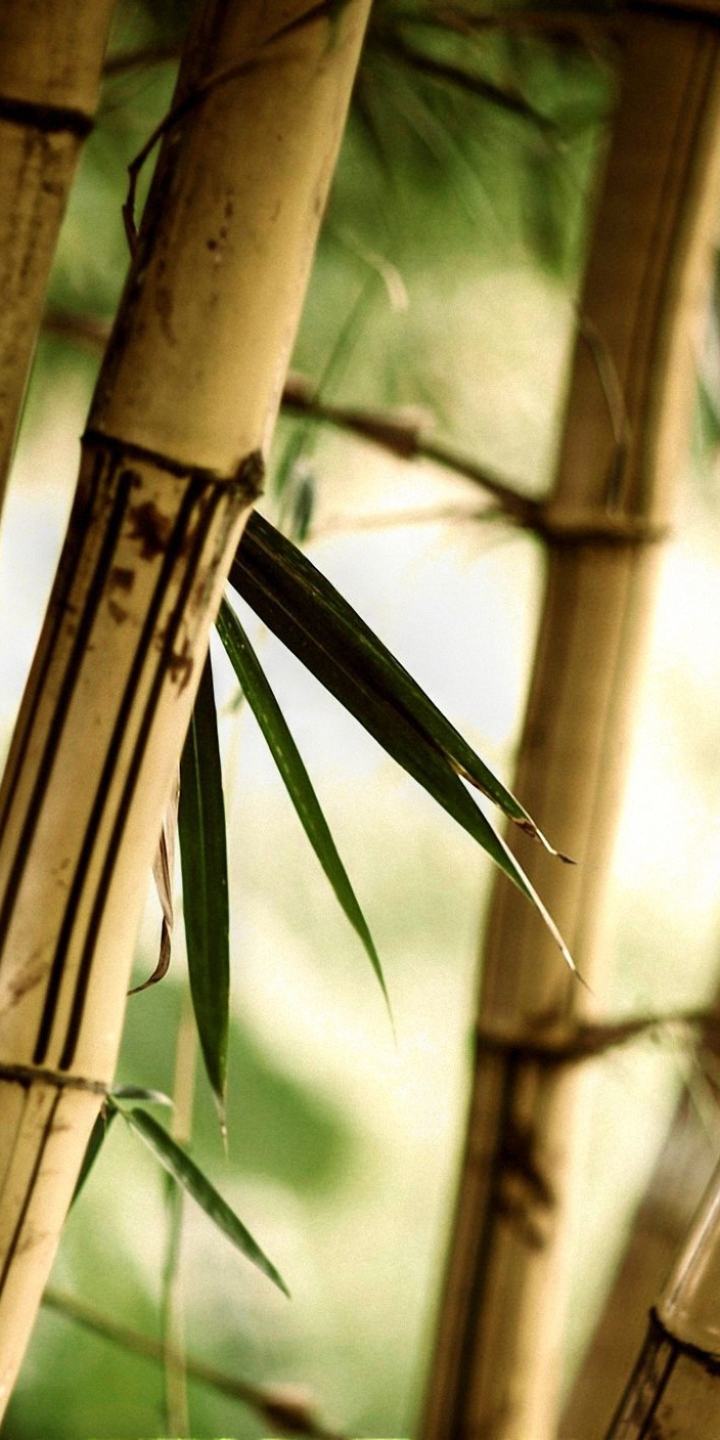 Download mobile wallpaper Earth, Bamboo for free.