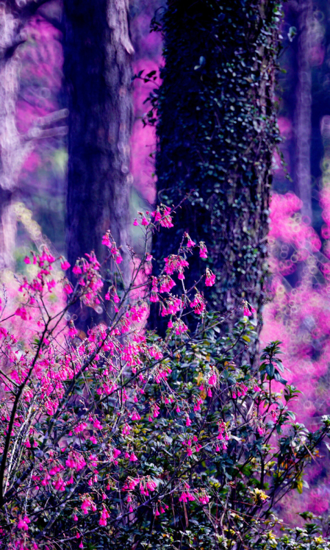 Handy-Wallpaper Natur, Wald, Baum, Busch, Bokeh, Erde/natur, Pinke Blume kostenlos herunterladen.