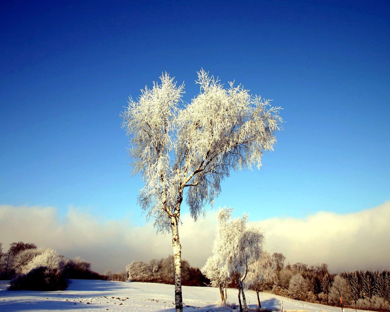 Скачать картинку Дерево, Снег, Природа, Поле, Береза, Зима в телефон бесплатно.
