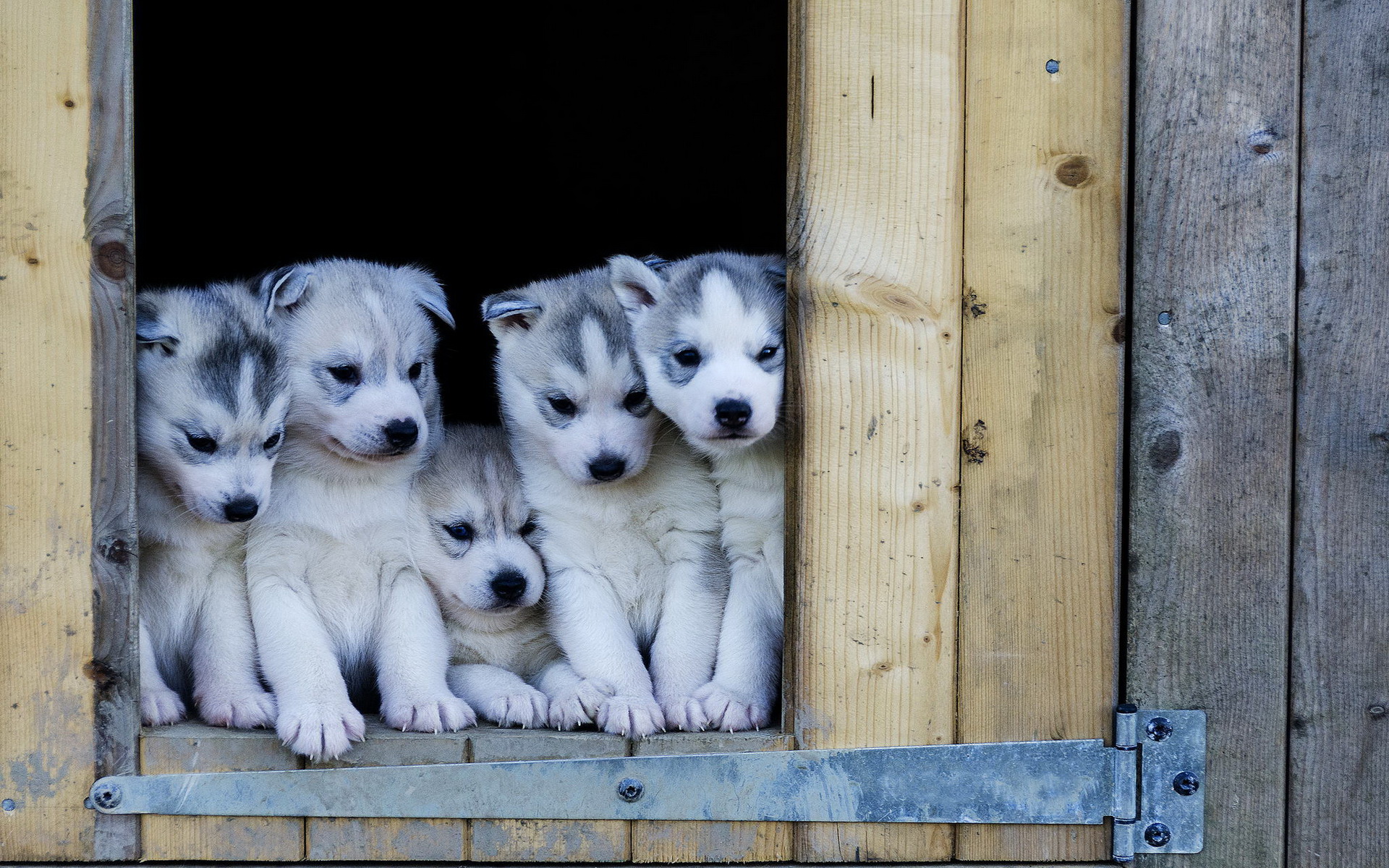 無料モバイル壁紙子犬, 犬, 動物をダウンロードします。