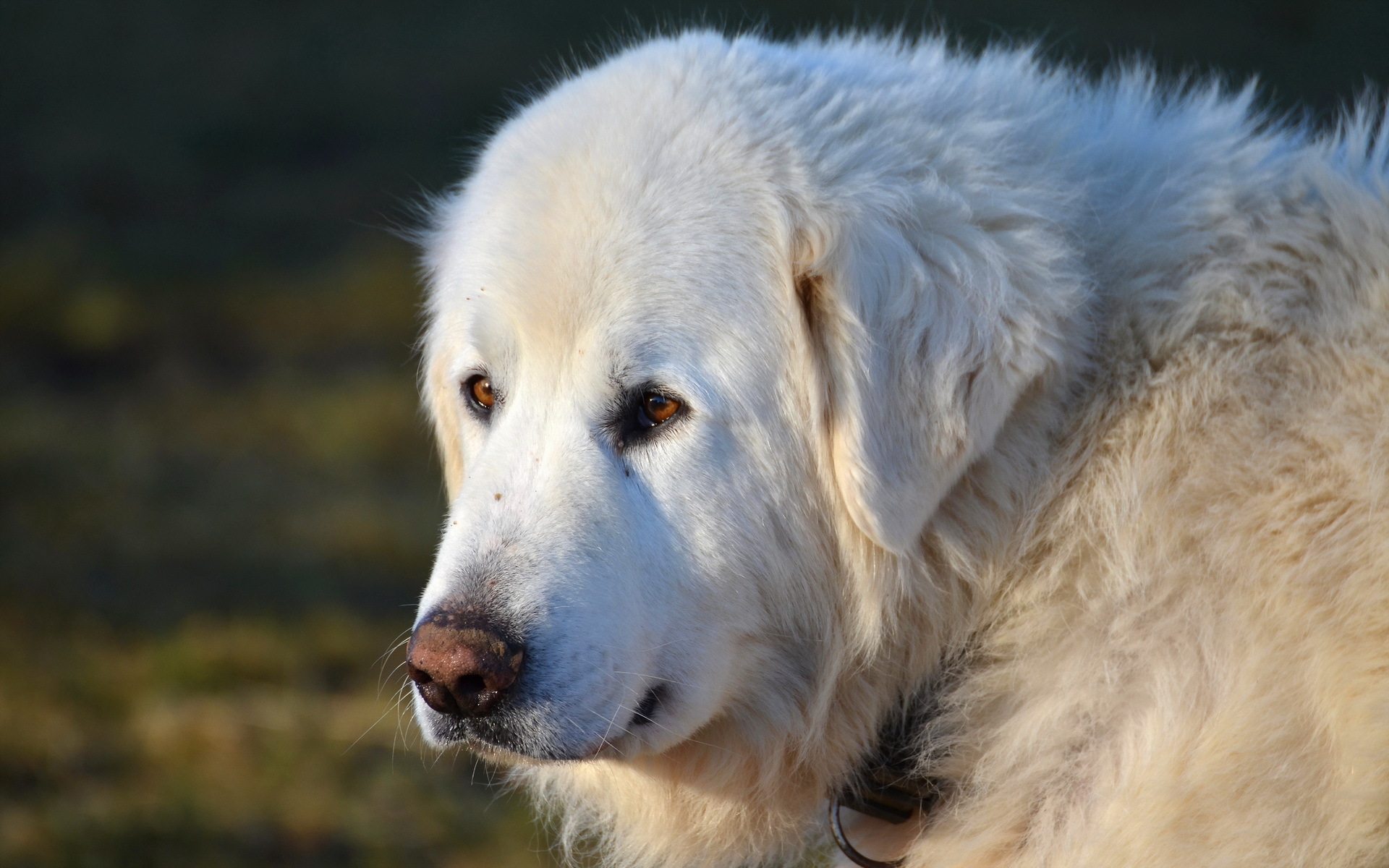 Handy-Wallpaper Tiere, Hunde, Hund kostenlos herunterladen.