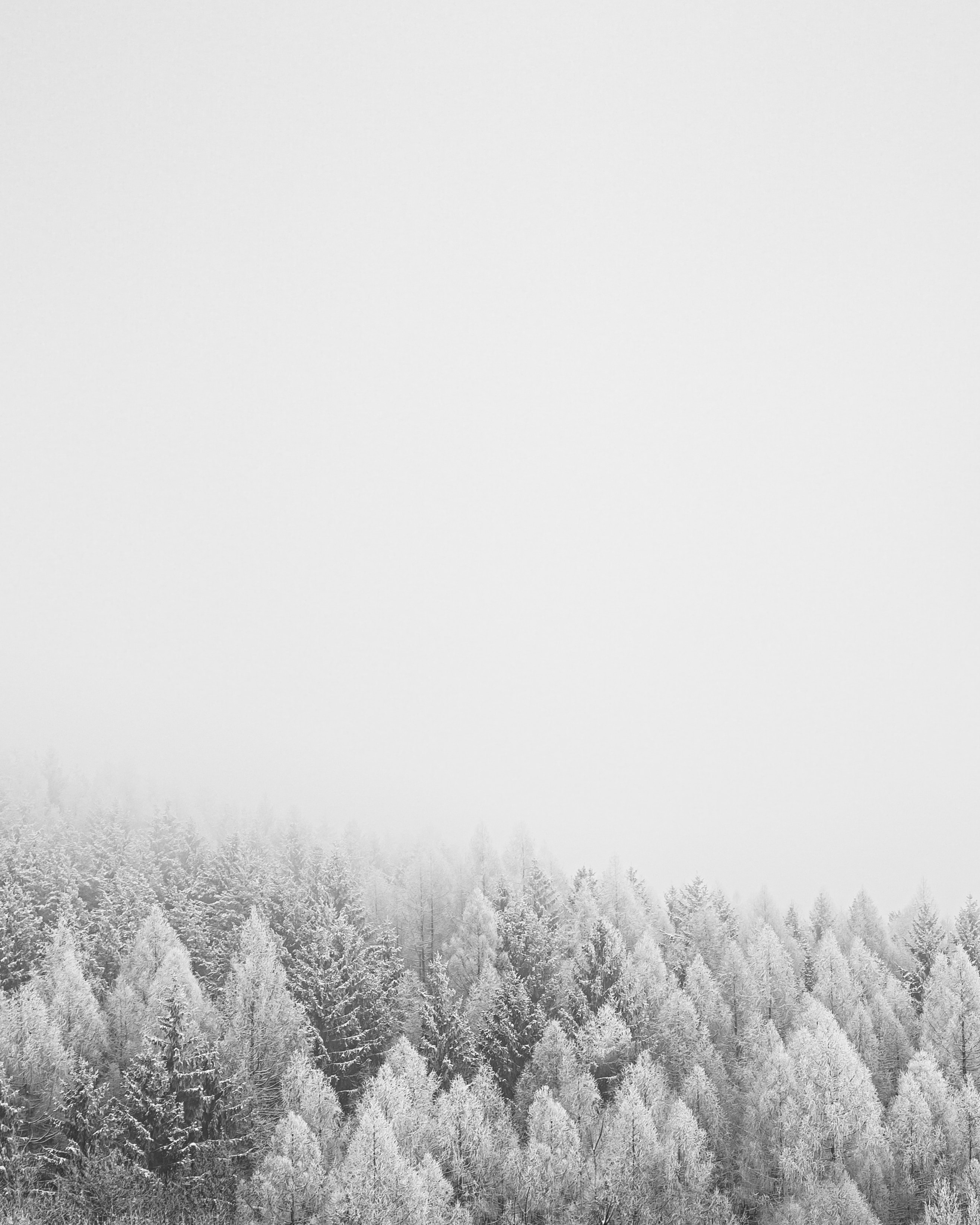 Download mobile wallpaper Trees, Nature, Forest, Snow, Winter for free.