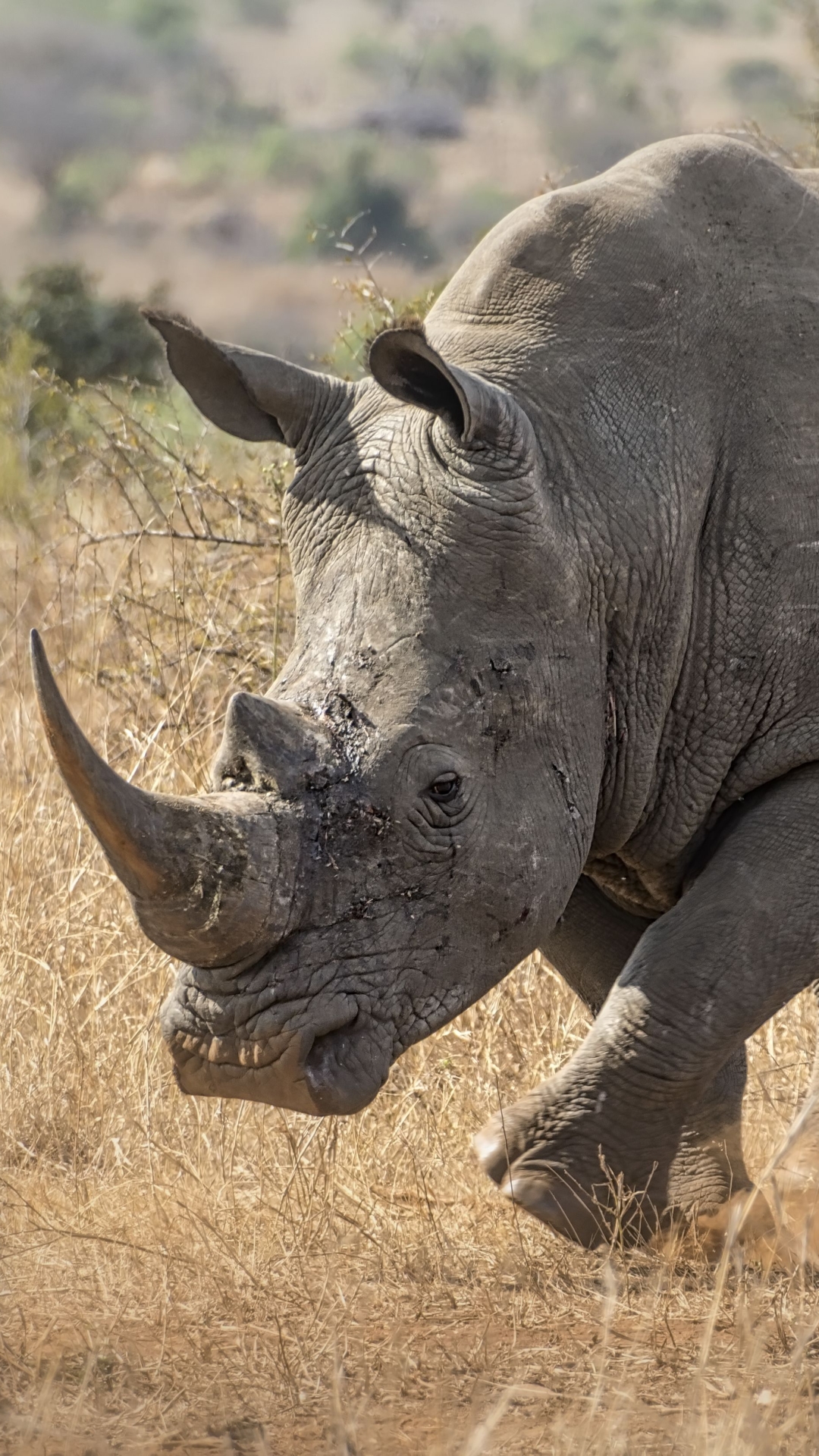 Téléchargez des papiers peints mobile Animaux, Rhinocéros gratuitement.
