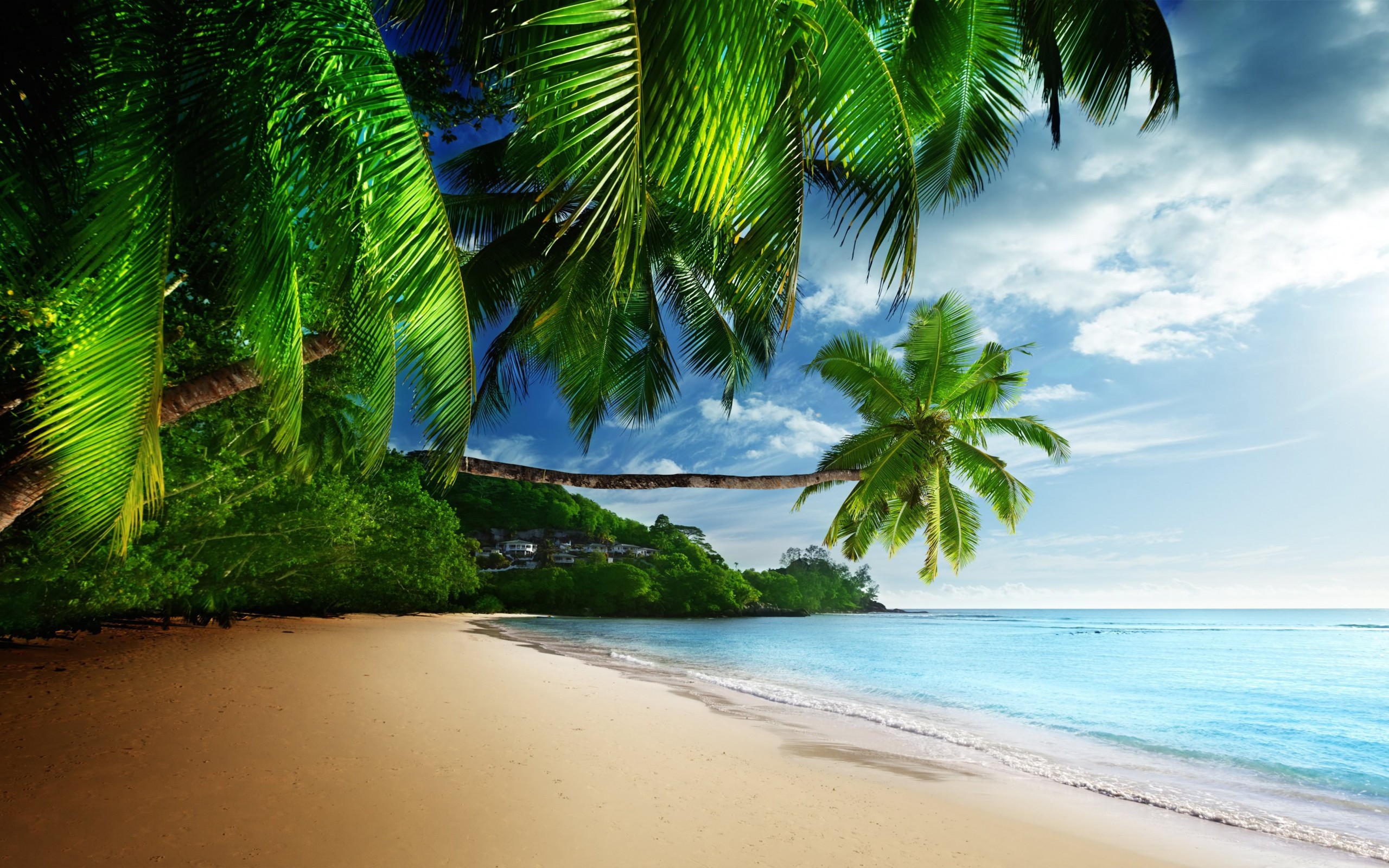 Скачать картинку Море, Пляж, Океан, Пальма, Тропический, Земля/природа в телефон бесплатно.