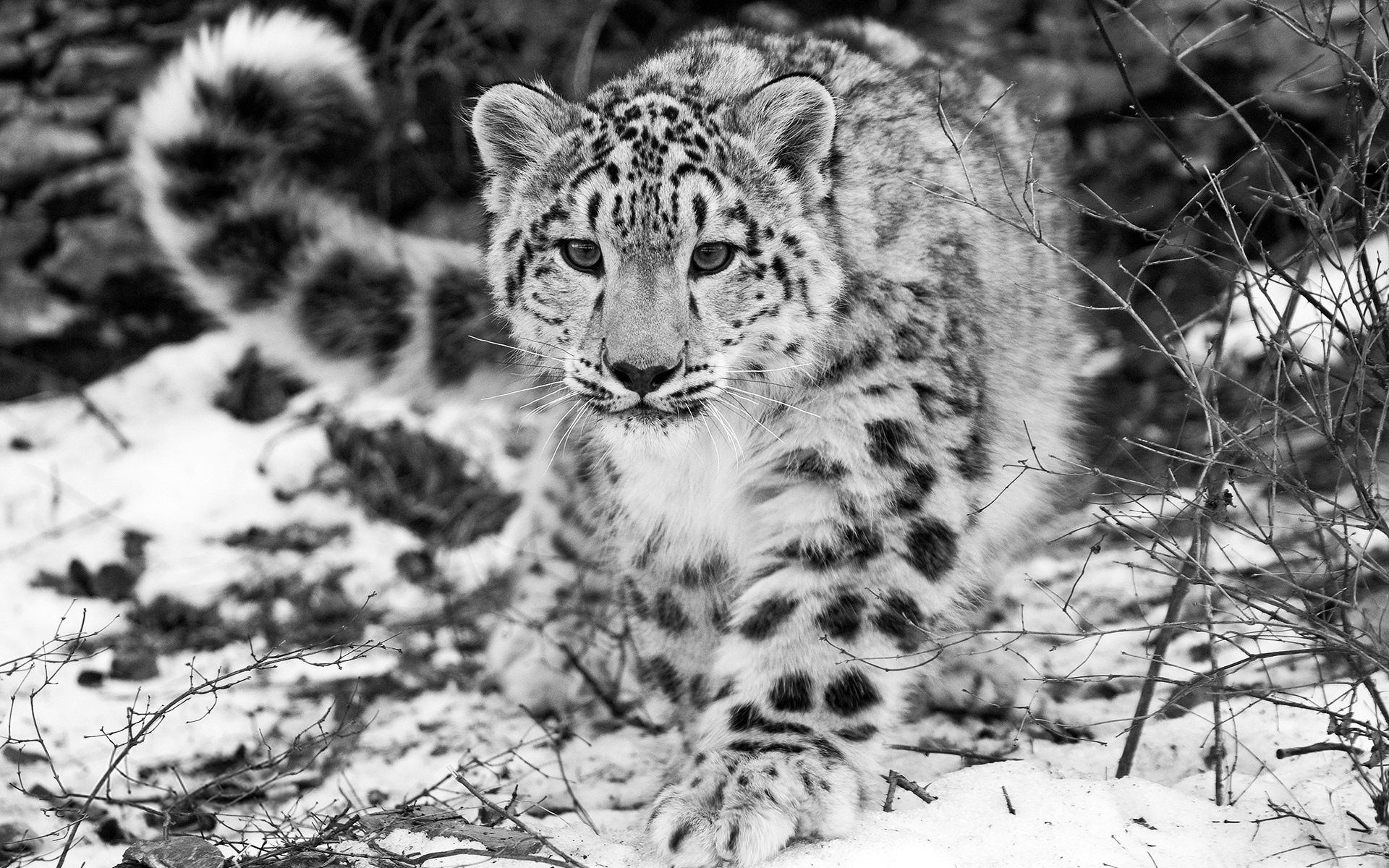 84548 télécharger le fond d'écran snow leopard, chb, animaux, neige, p c, chasse, chasser, pleine conscience, attention - économiseurs d'écran et images gratuitement