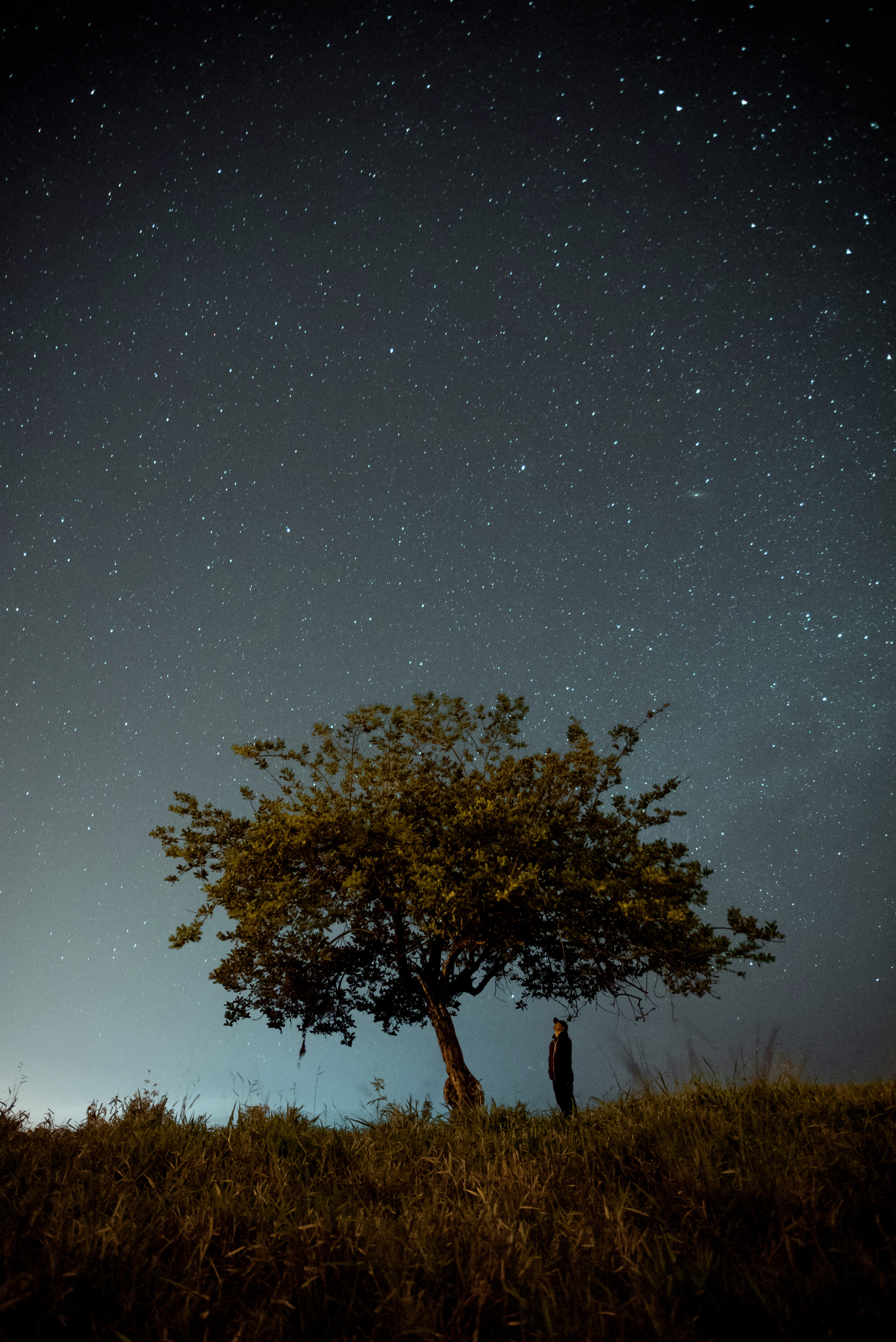 Download mobile wallpaper Tree, Wood, Person, Nature, Starry Sky, Human, Night, Dark for free.