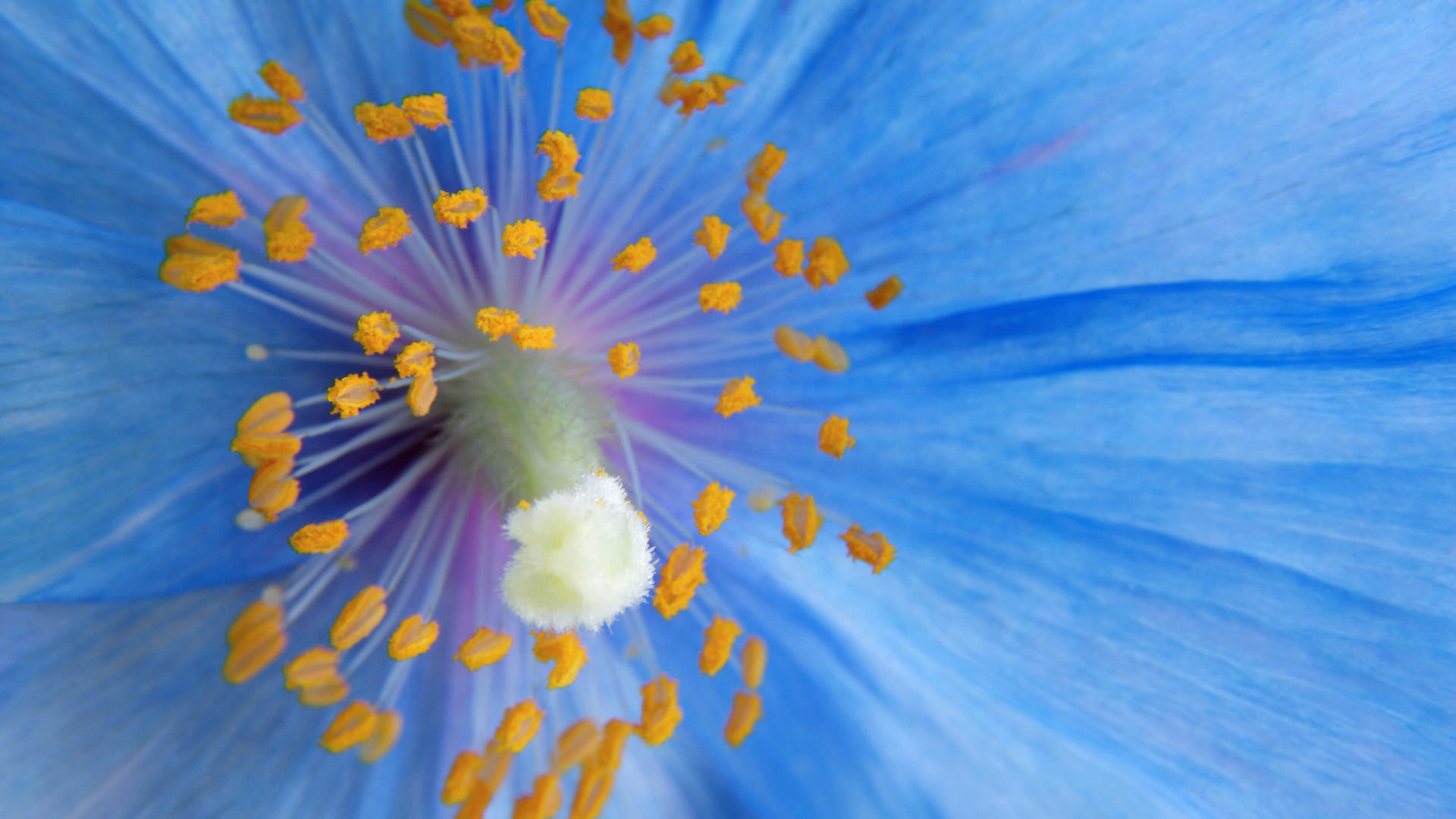 Téléchargez gratuitement l'image Fleurs, Fleur, Terre/nature sur le bureau de votre PC