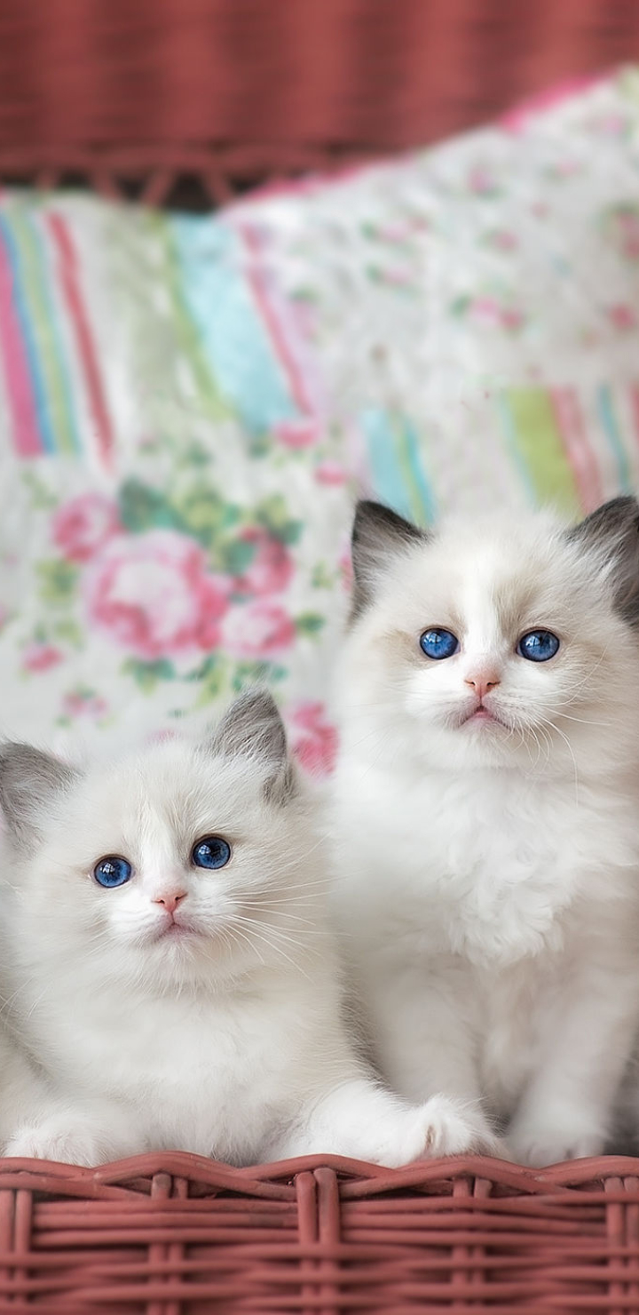 Images & Pictures  Ragdoll
