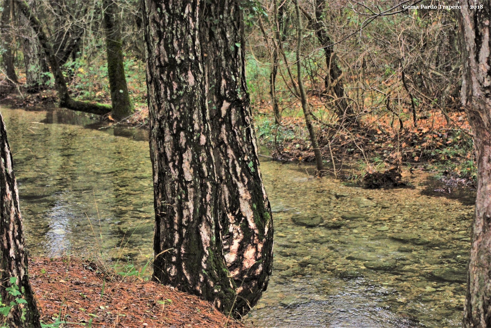 Descarga gratuita de fondo de pantalla para móvil de Naturaleza, Agua, Rio, Tierra/naturaleza.