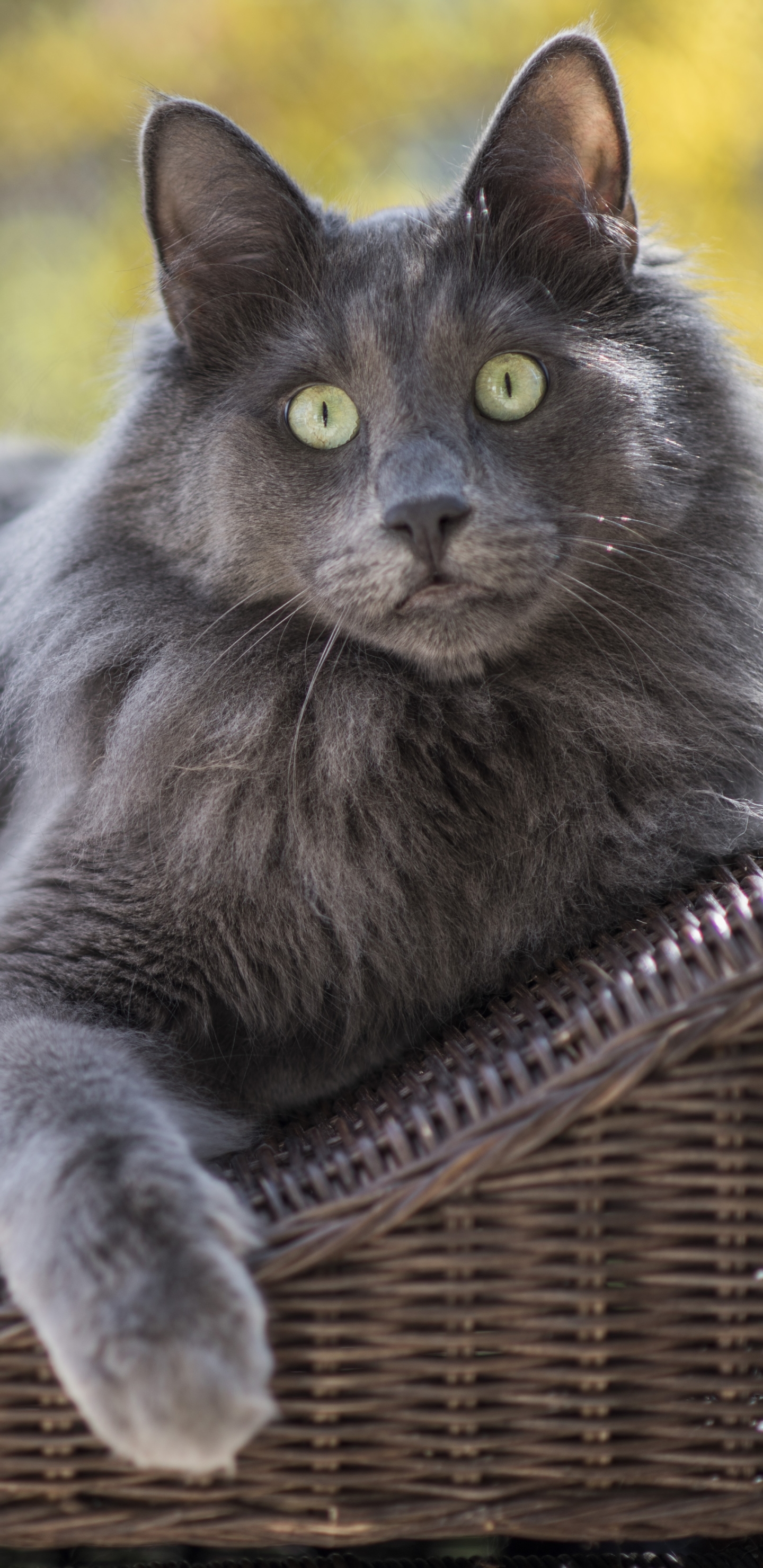 Laden Sie das Tiere, Katzen, Katze, Bokeh-Bild kostenlos auf Ihren PC-Desktop herunter