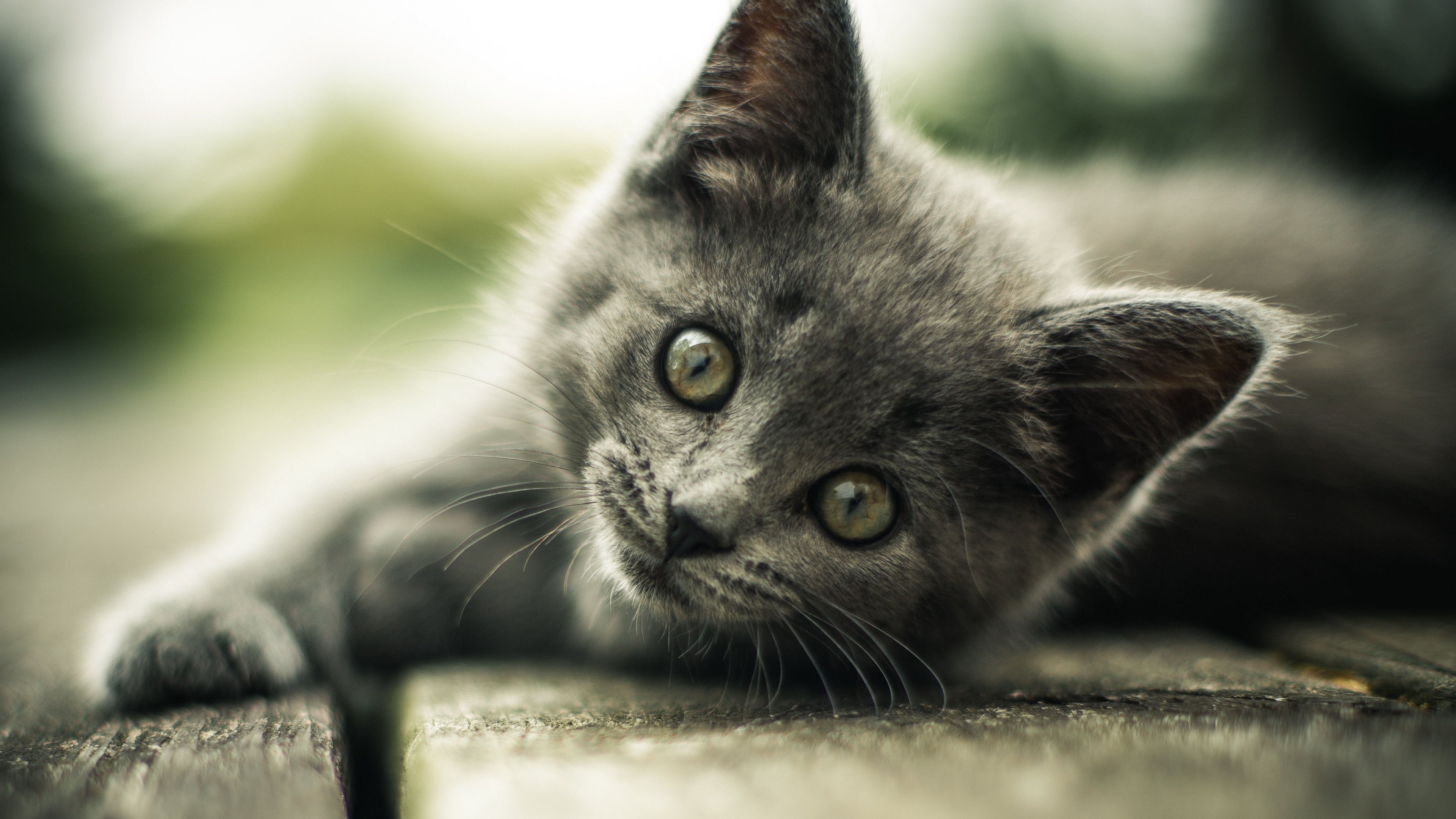 Baixe gratuitamente a imagem Animais, Gatos, Gato, Gatinho na área de trabalho do seu PC