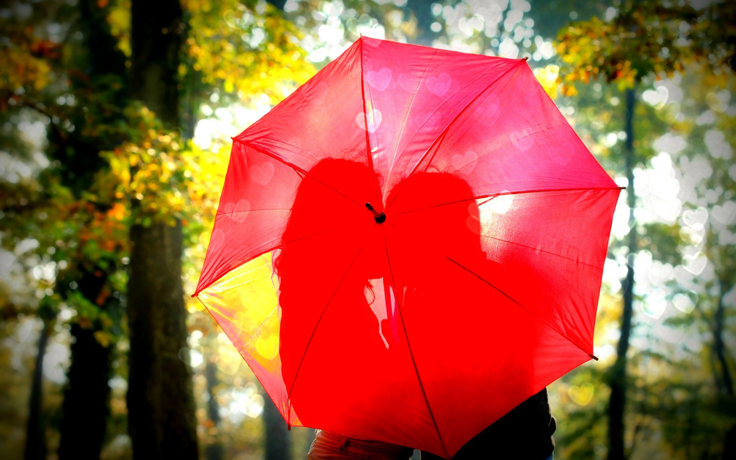 Laden Sie das Regenschirm, Fotografie-Bild kostenlos auf Ihren PC-Desktop herunter