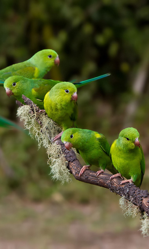 Download mobile wallpaper Birds, Animal, Parakeet for free.