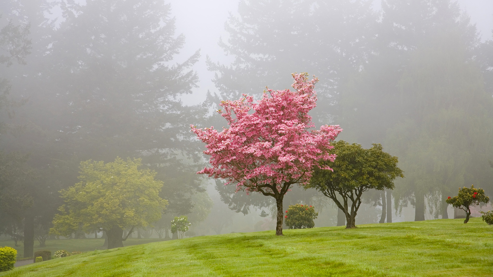 Download mobile wallpaper Trees, Tree, Fog, Earth for free.