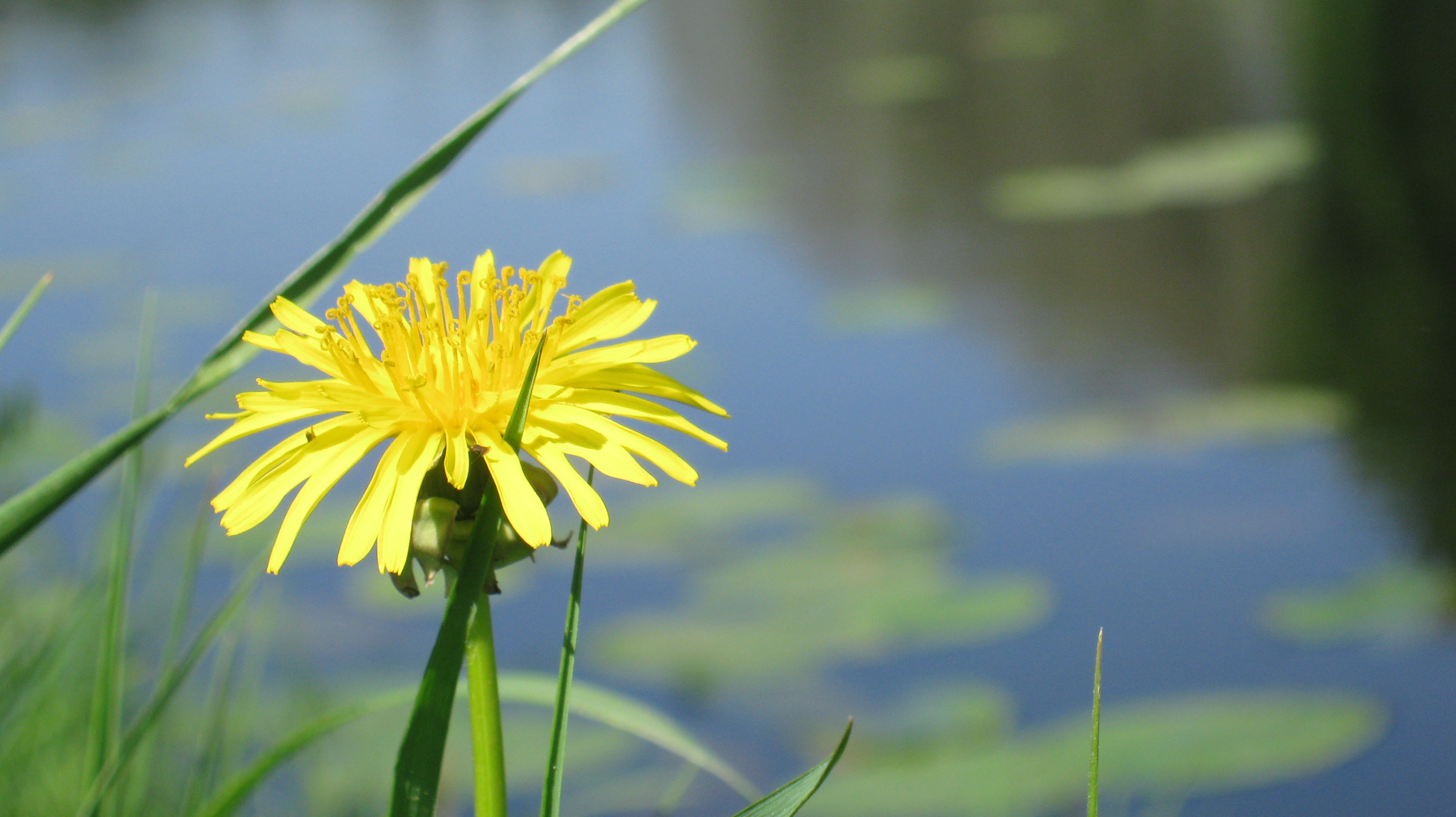 Download mobile wallpaper Dandelion, Grass, Pond, Flowers, Water, Flower for free.