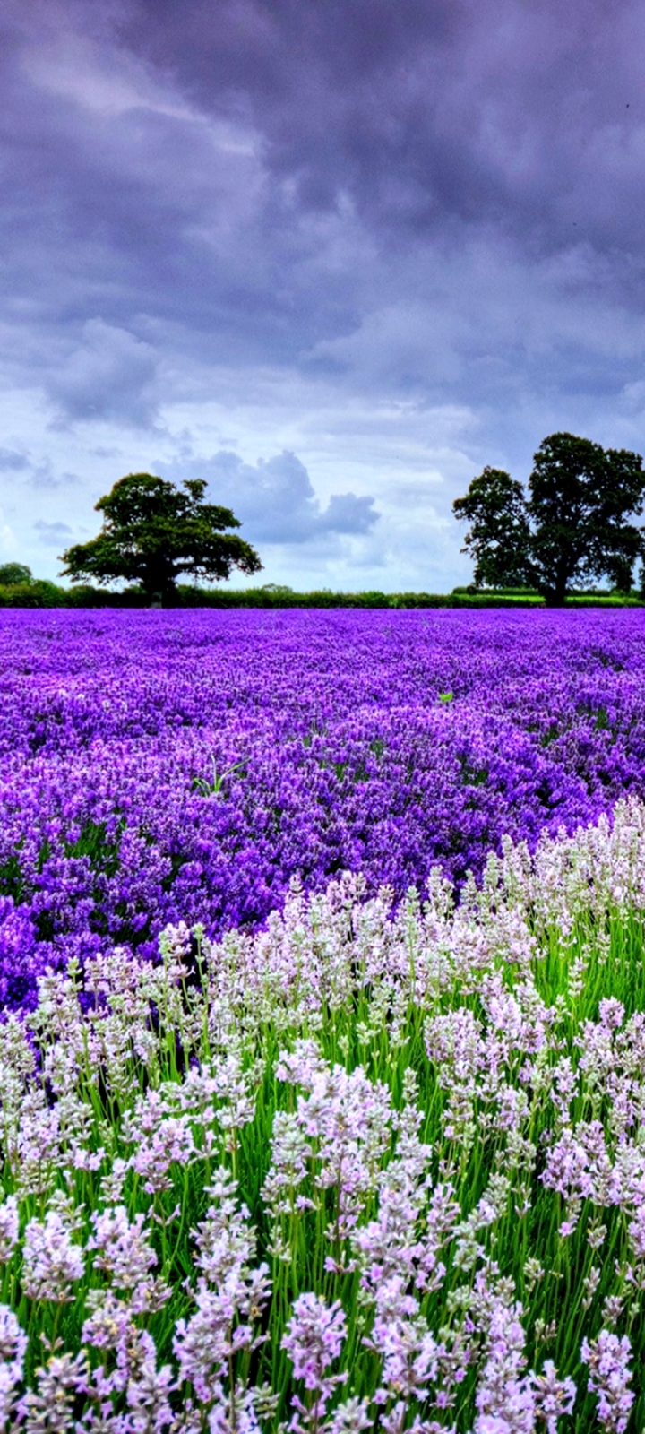 Download mobile wallpaper Landscape, Nature, Flowers, Flower, Earth, Field, Spring, Cloud, Lavender for free.