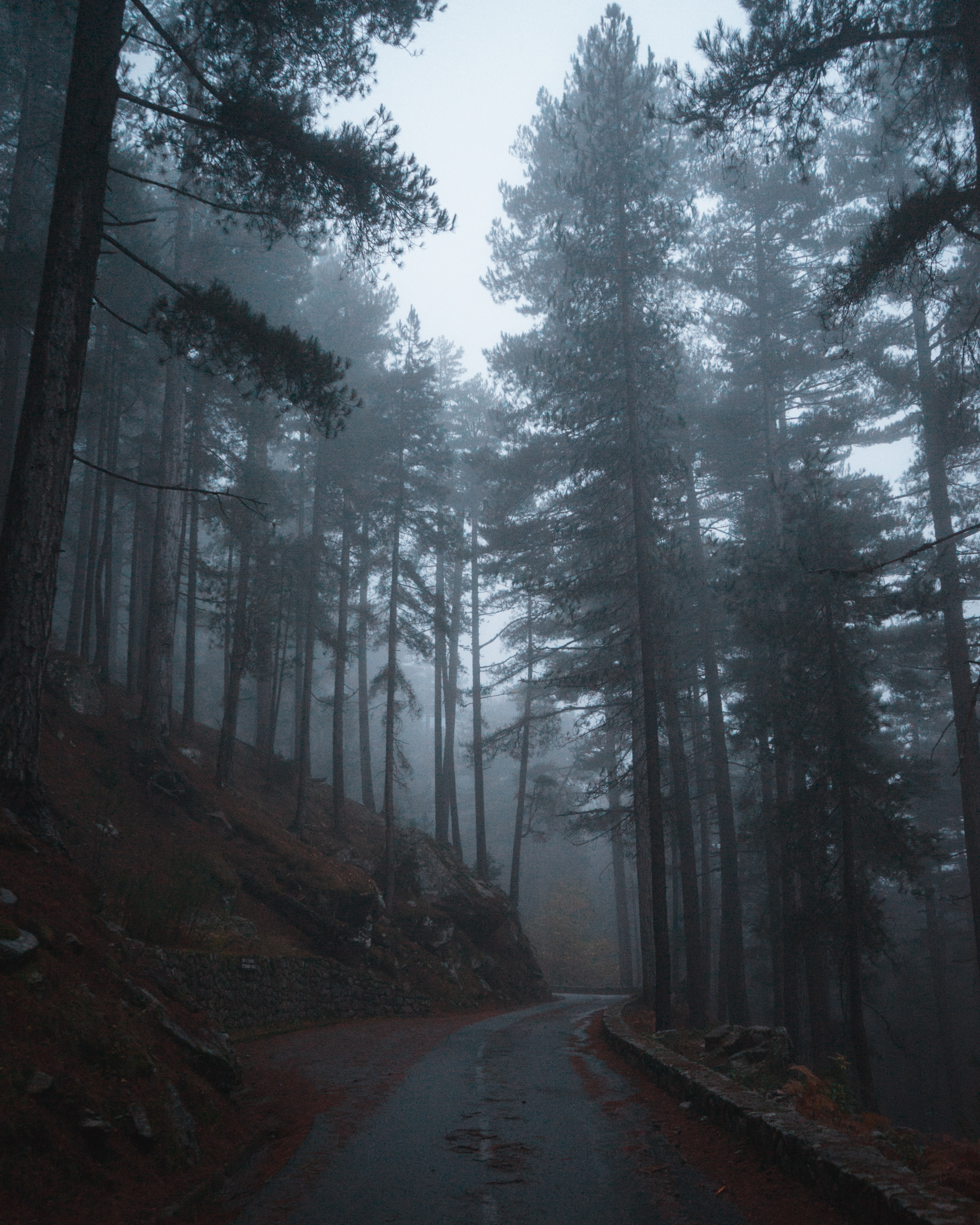 fog, slope, nature, trees, road, forest
