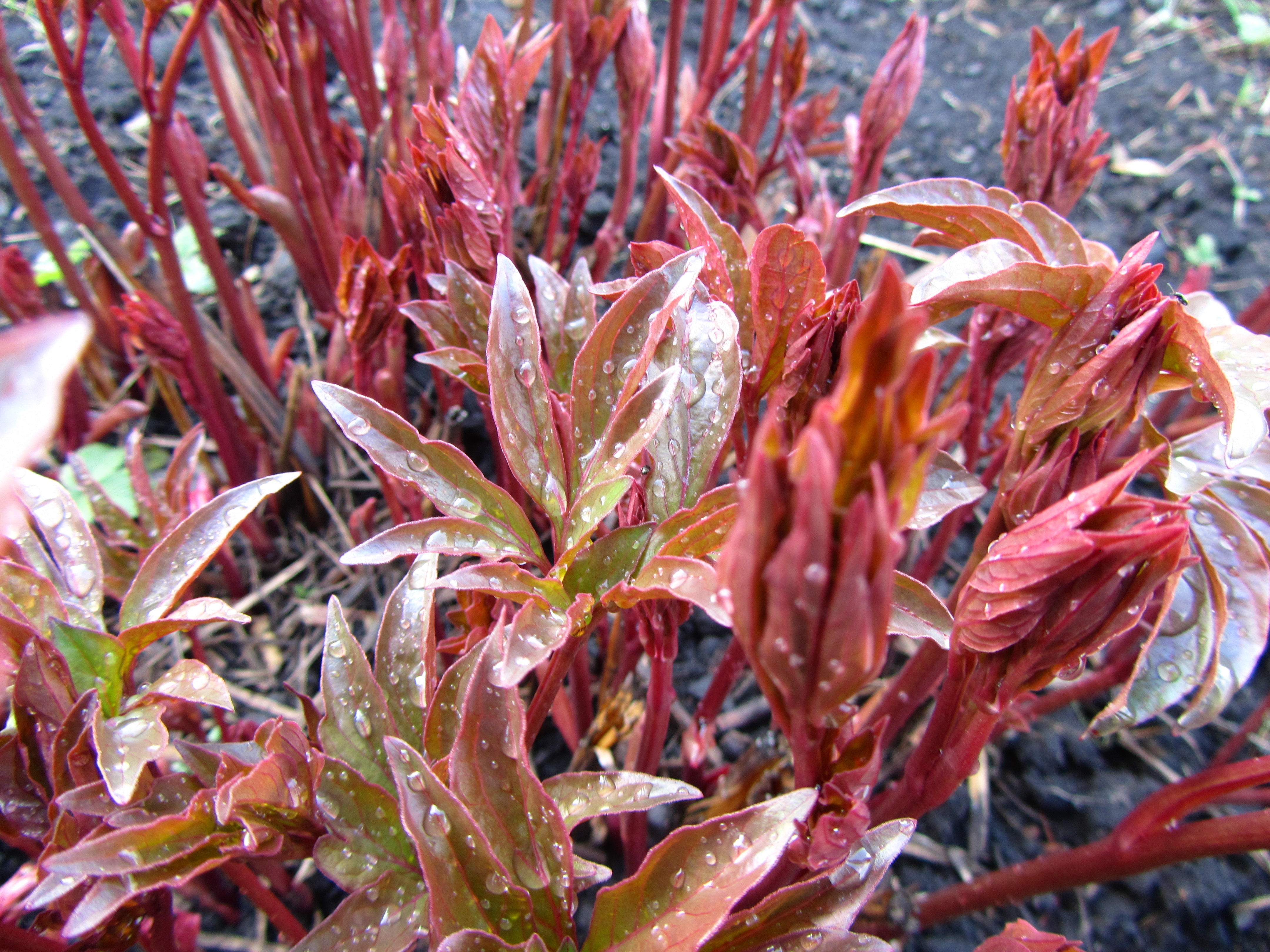 Baixar papel de parede para celular de Planta, Terra/natureza gratuito.