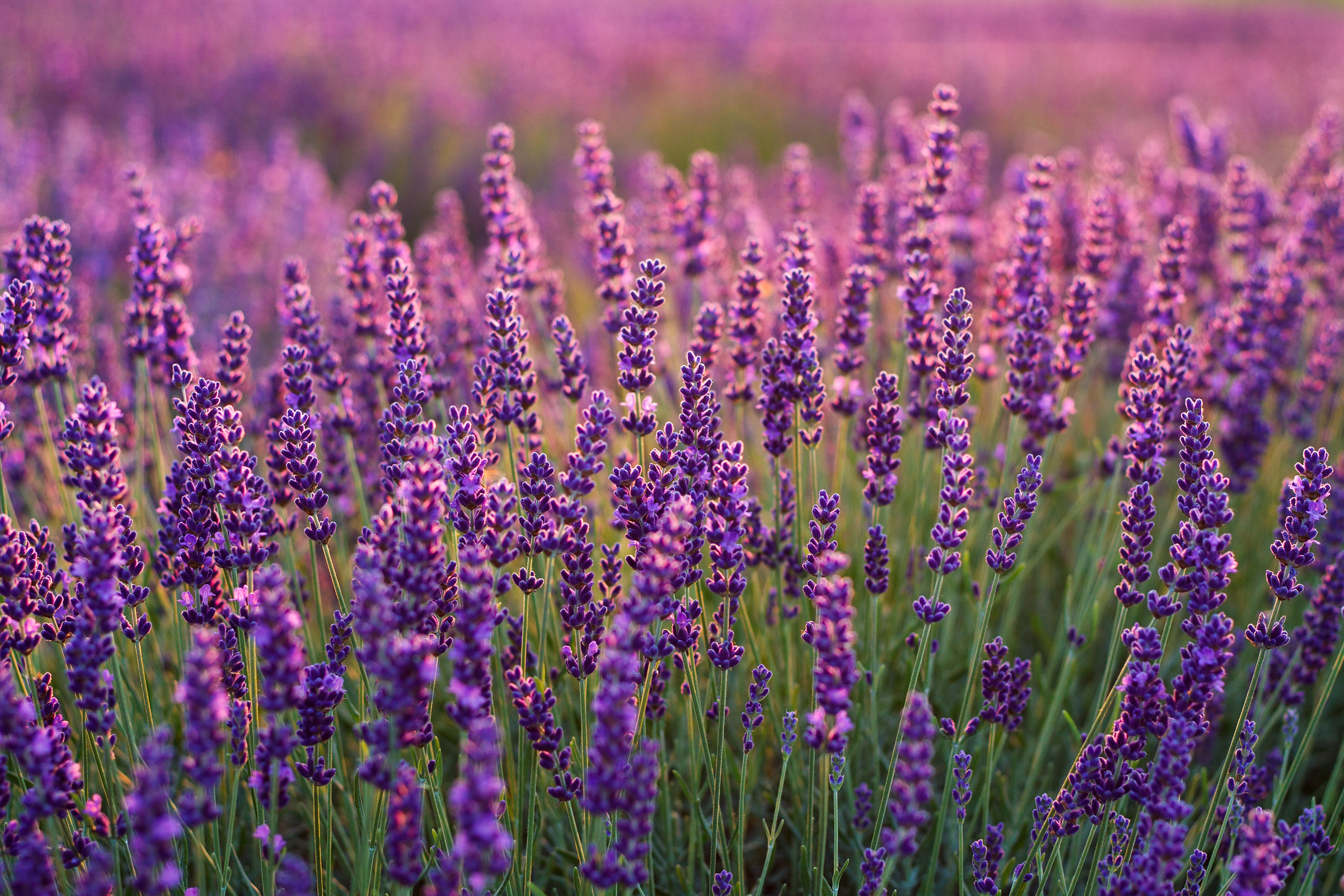 Free download wallpaper Flowers, Flower, Earth, Lavender, Purple Flower on your PC desktop