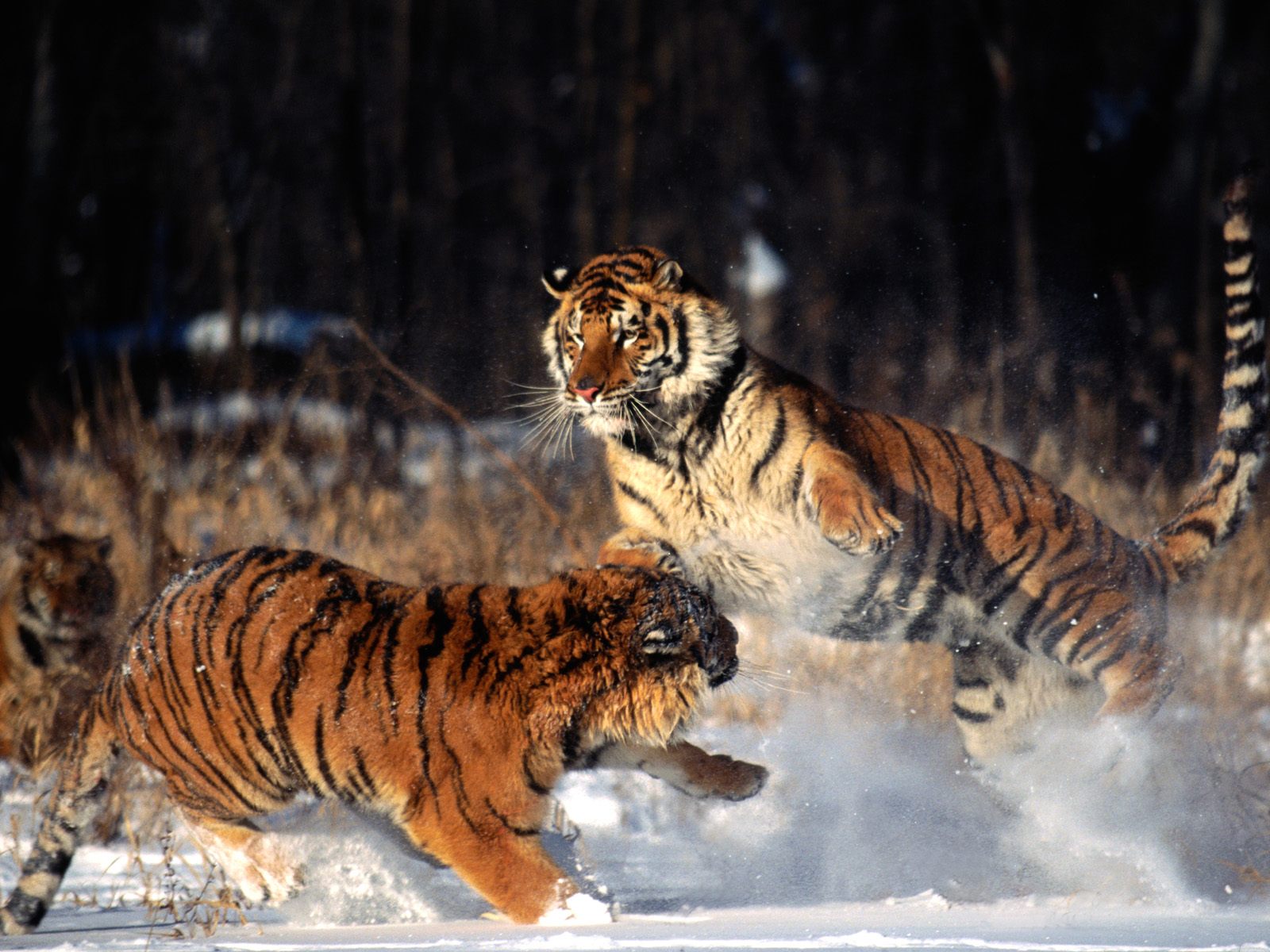Скачать картинку Снег, Животные, Кошки, Тигр в телефон бесплатно.