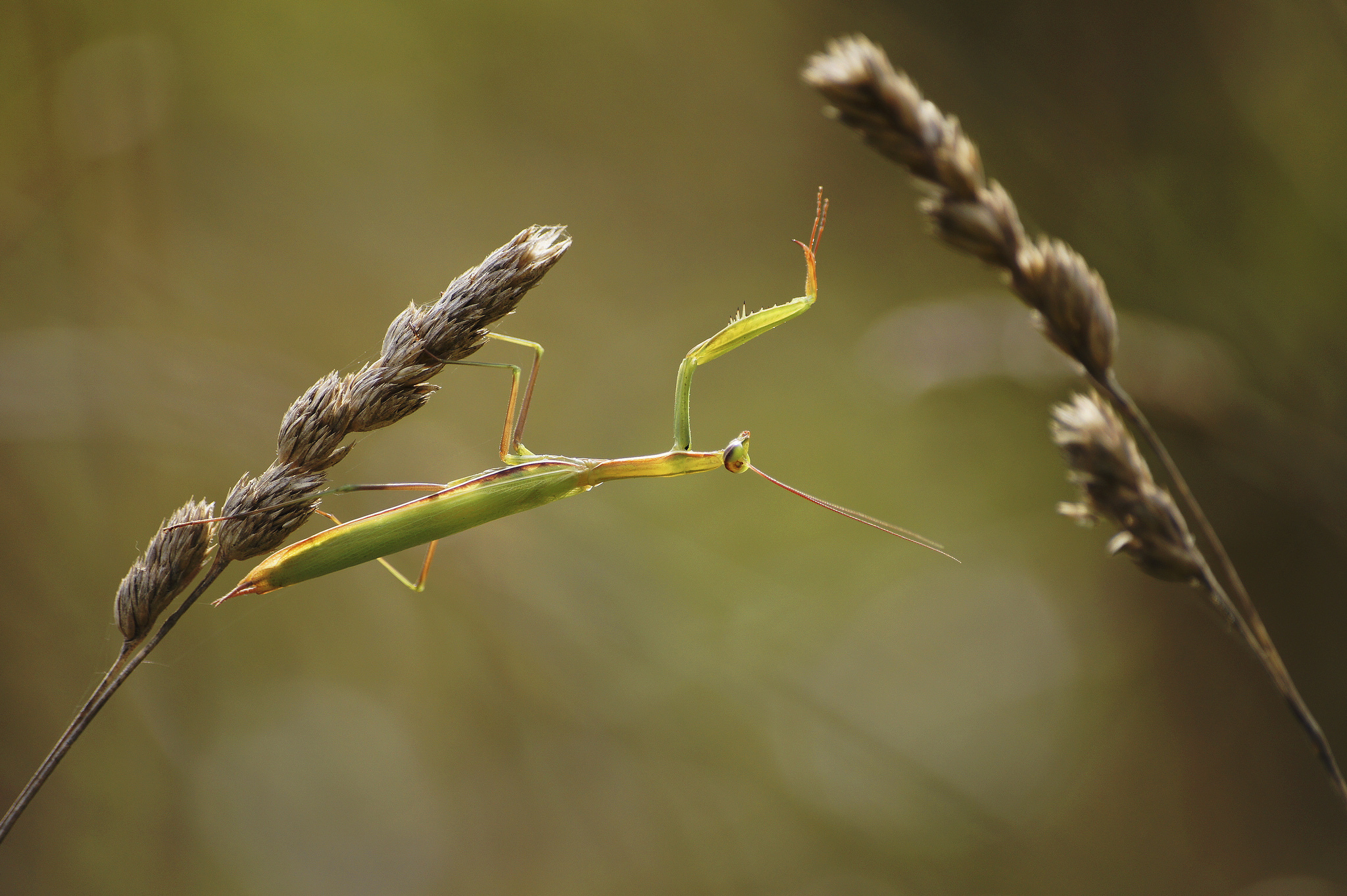 Download mobile wallpaper Grass, Insects, Macro, Insect, Animal, Praying Mantis for free.