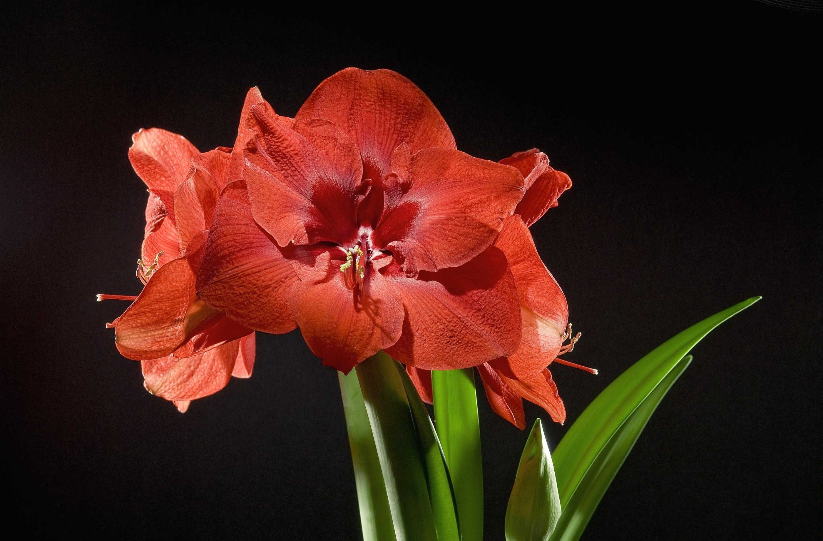 flower, flowers, bud, disbanded, stem, stalk, amaryllis, licentious Panoramic Wallpaper