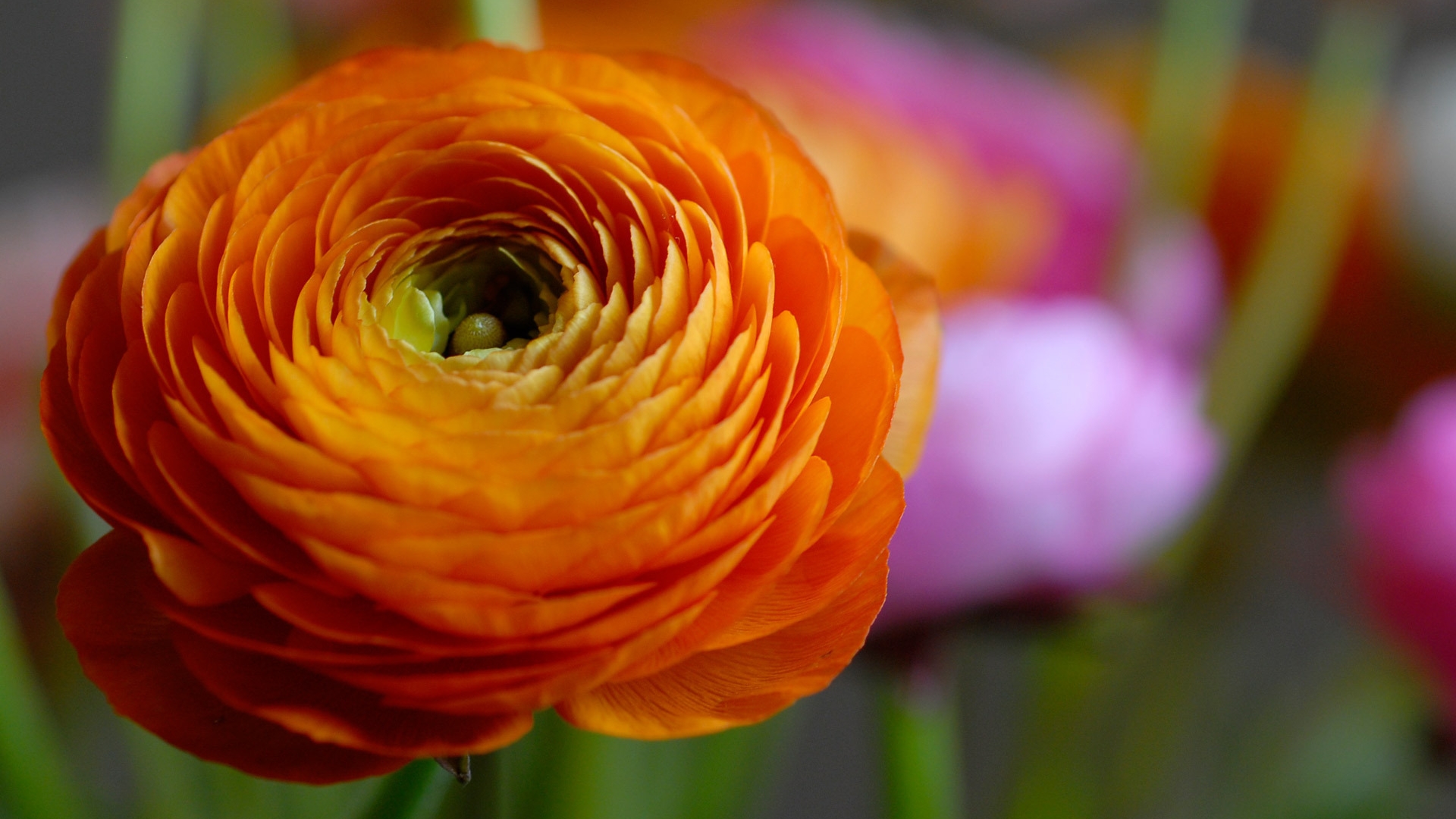 Descarga gratuita de fondo de pantalla para móvil de Flores, Flor, Tierra/naturaleza.