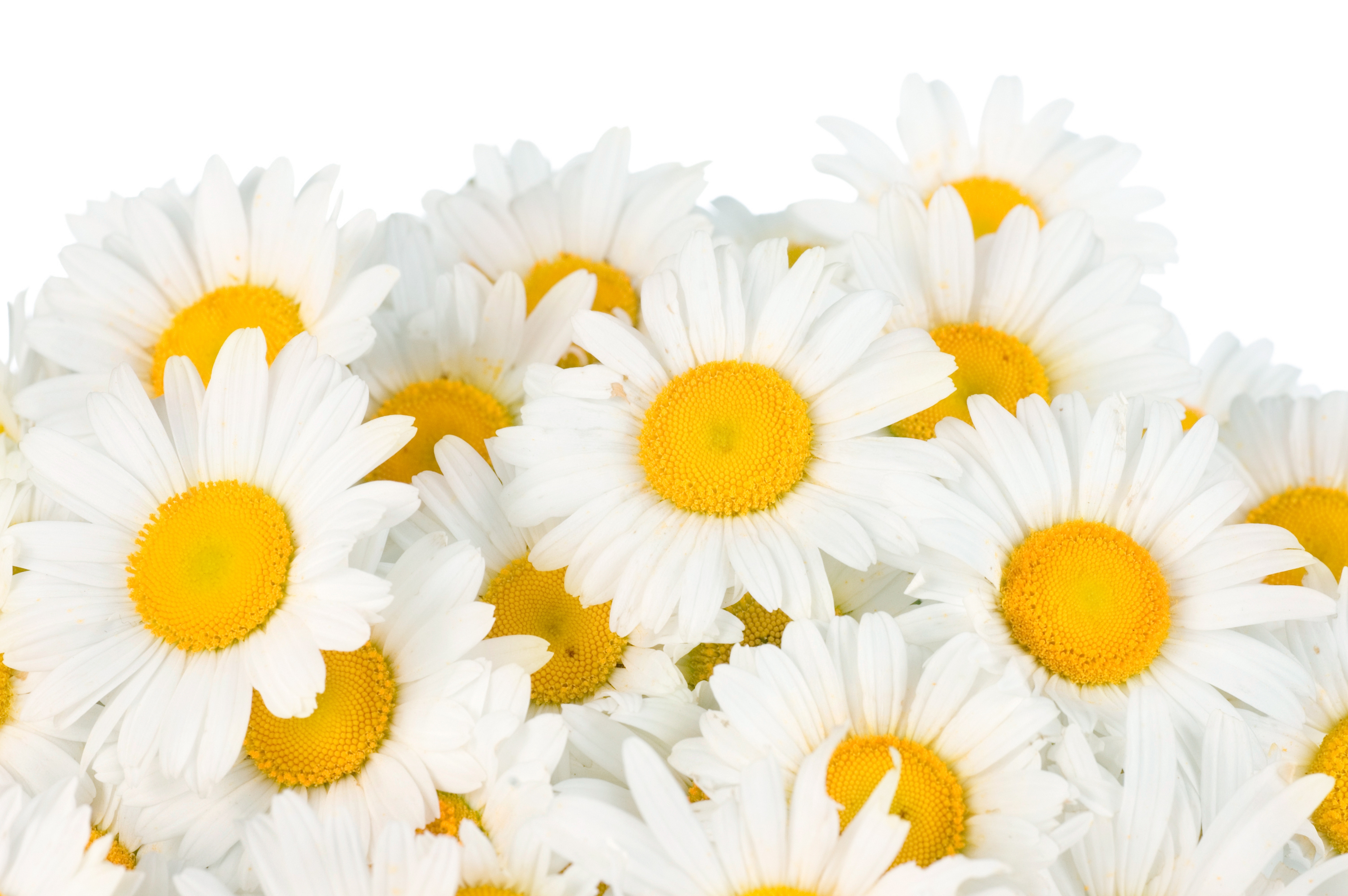 Handy-Wallpaper Blumen, Kamille, Blume, Weiße Blume, Erde/natur kostenlos herunterladen.