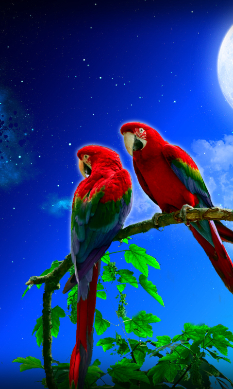 Download mobile wallpaper Fantasy, Night, Artistic, Tropical, Parrot for free.