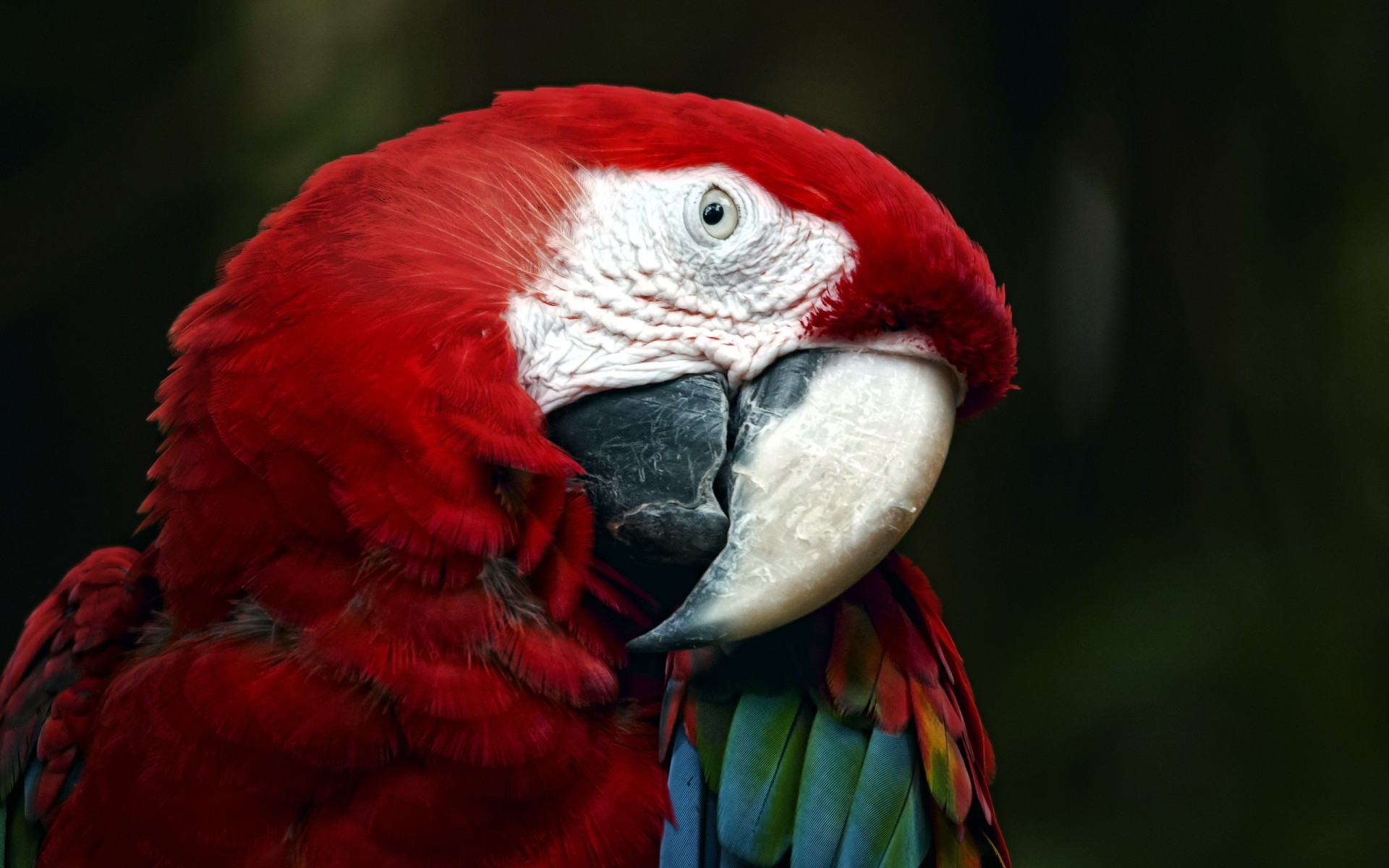 PCデスクトップに動物, 鳥, コンゴウインコ画像を無料でダウンロード