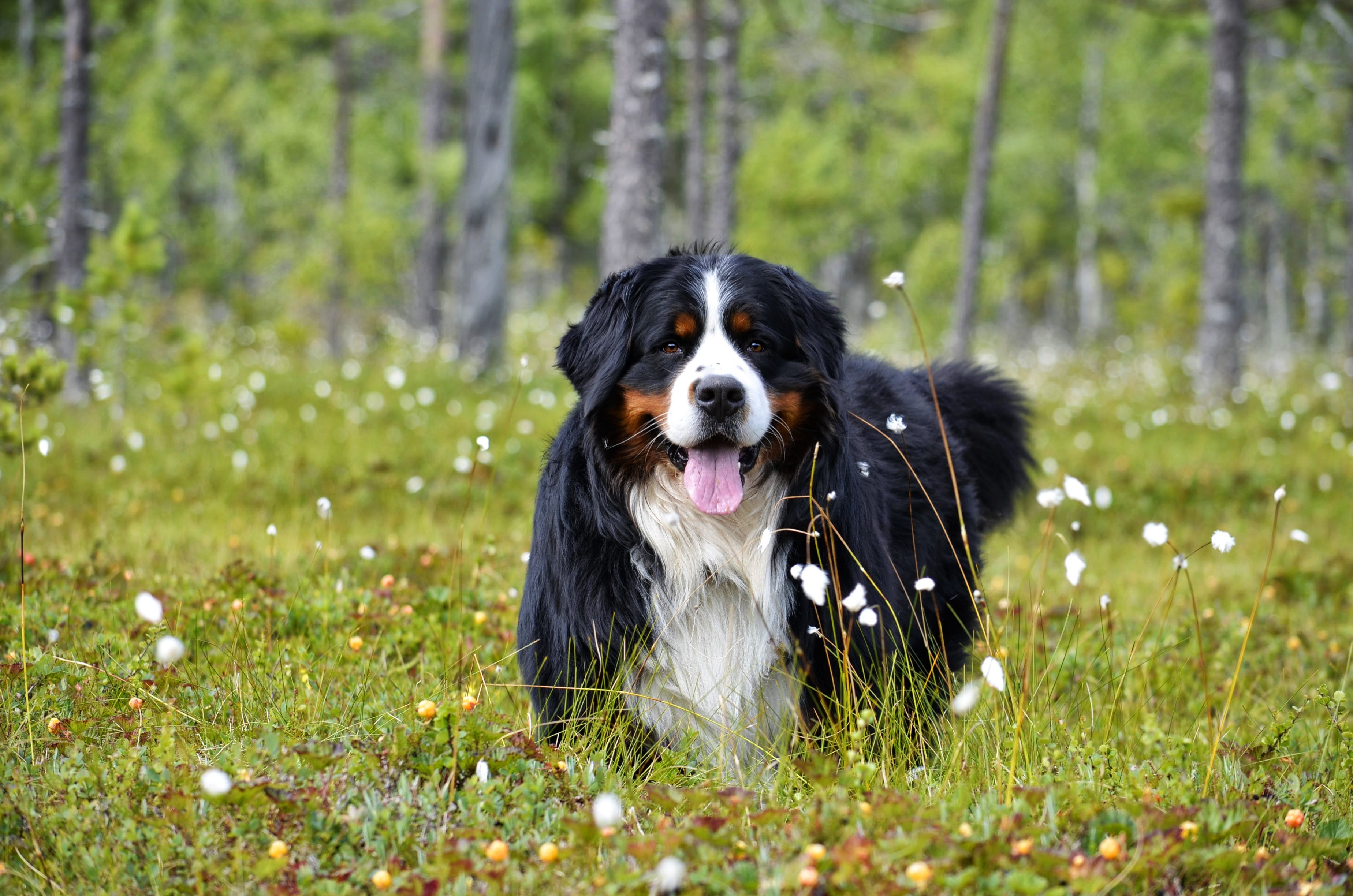 Free download wallpaper Dogs, Dog, Animal, Bernese Mountain Dog on your PC desktop