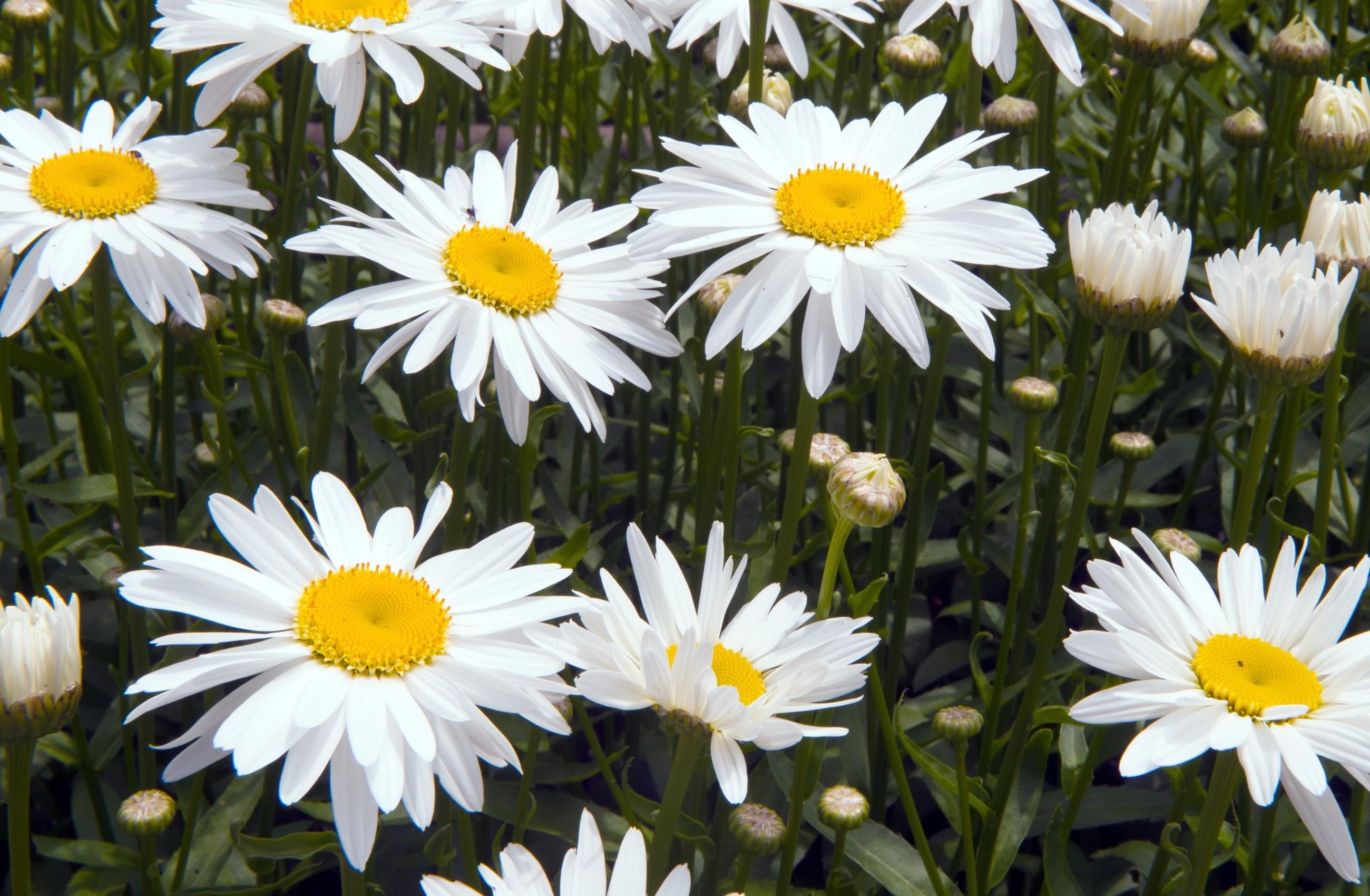 Wallpaper Full HD flowers, camomile, white, greens, flower bed, flowerbed, snow white