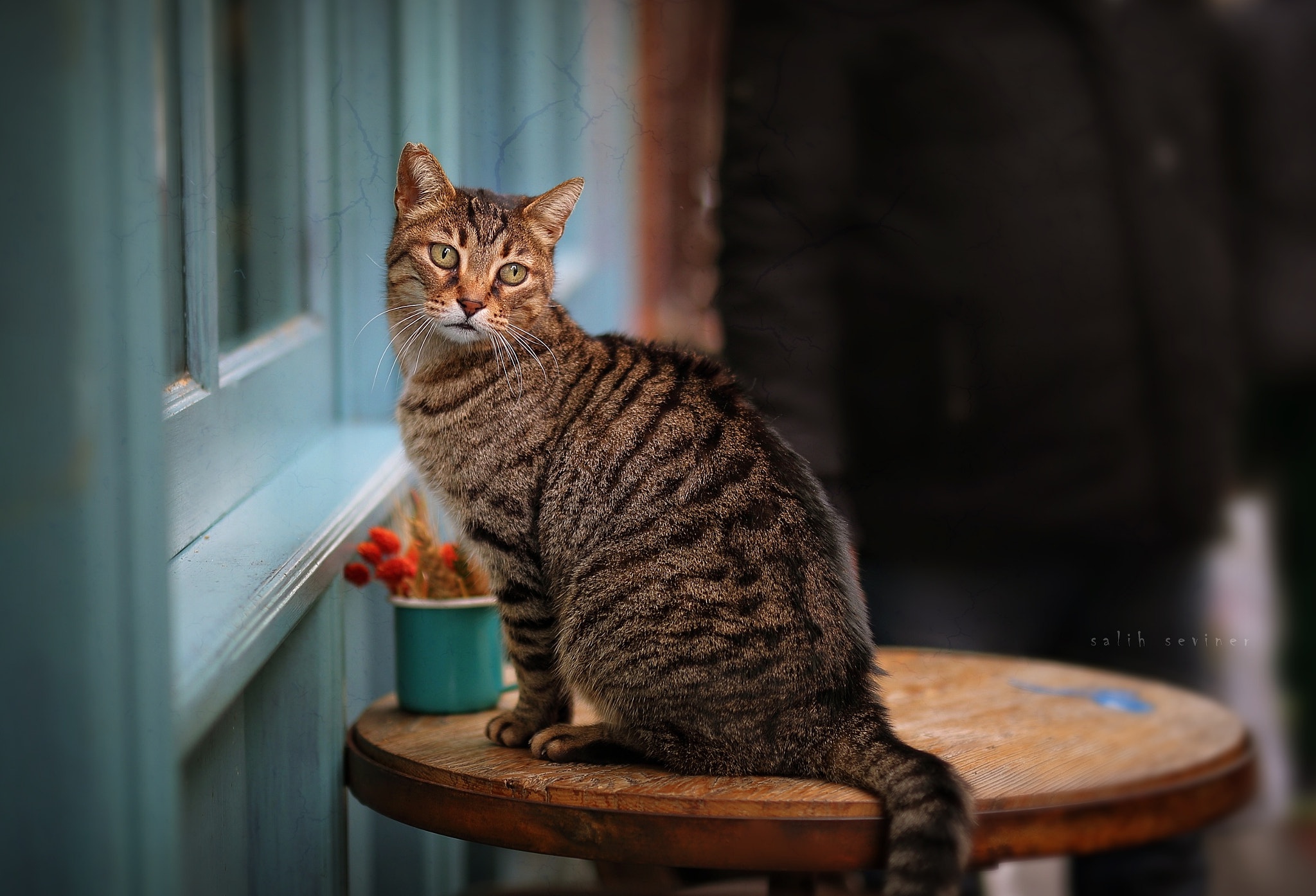 Descarga gratuita de fondo de pantalla para móvil de Animales, Gatos, Gato.