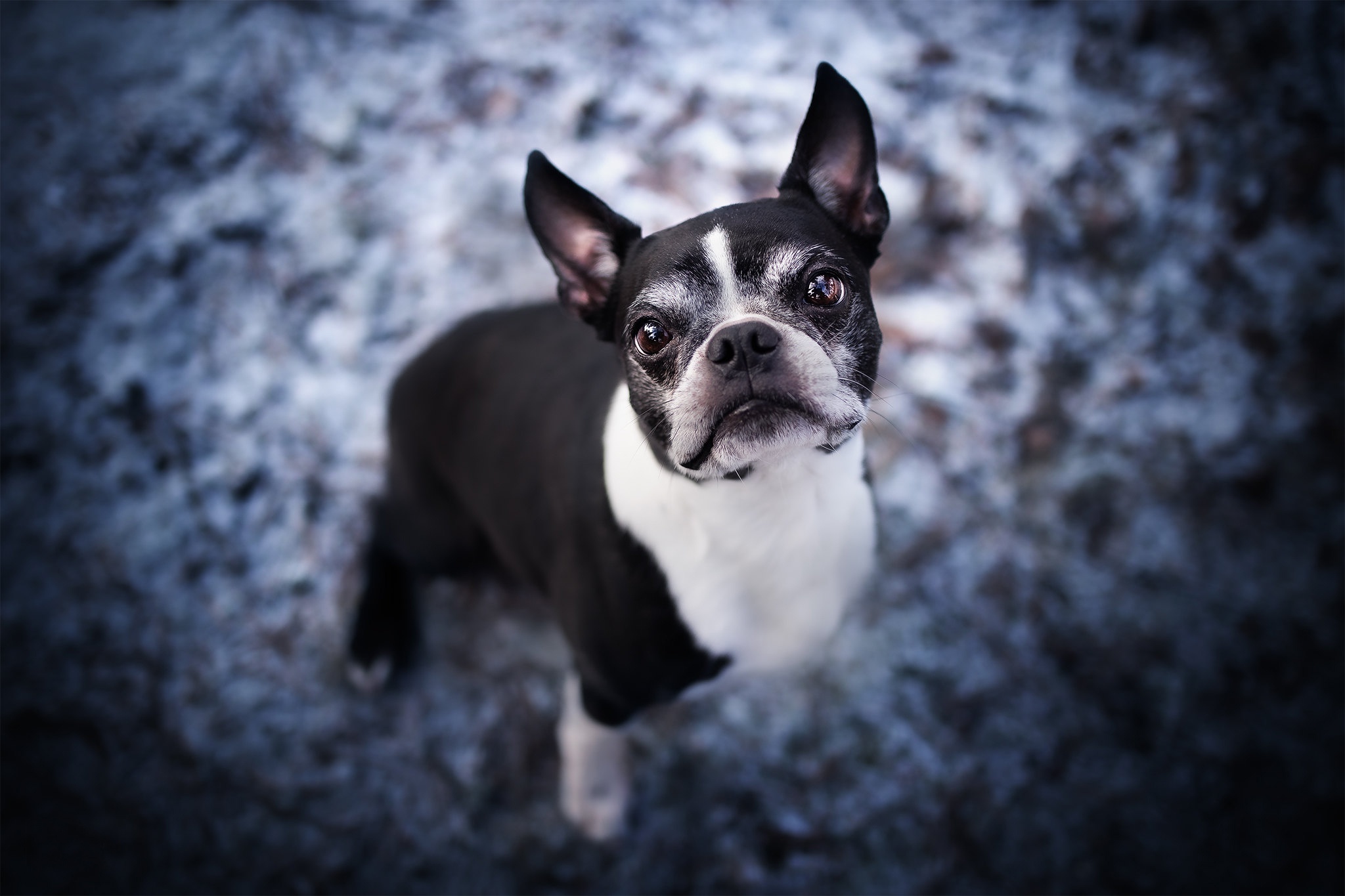 493059 baixar imagens animais, boston terrier, cão, cães - papéis de parede e protetores de tela gratuitamente
