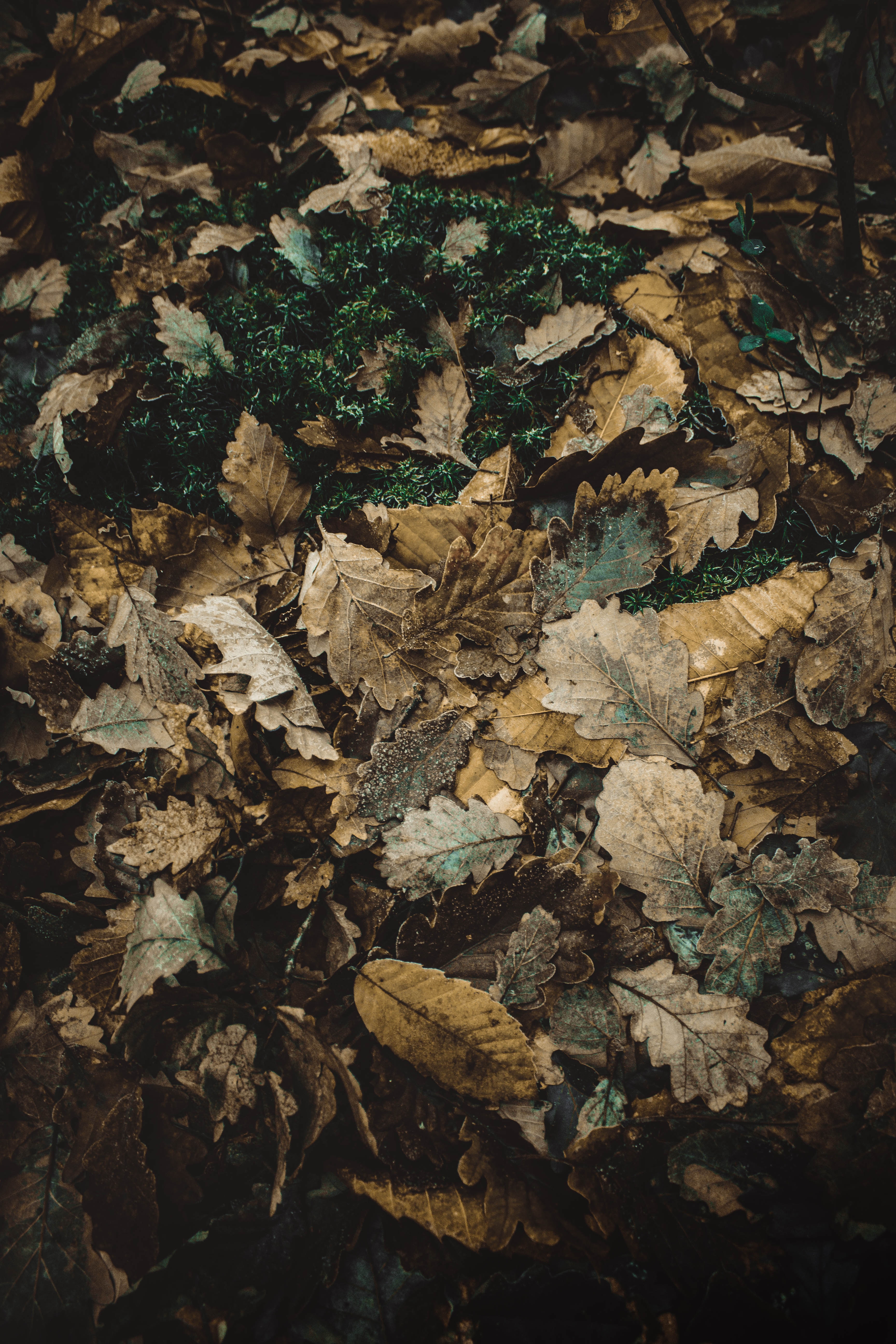 Free download wallpaper Nature, Oak, Fallen, Autumn, Foliage on your PC desktop